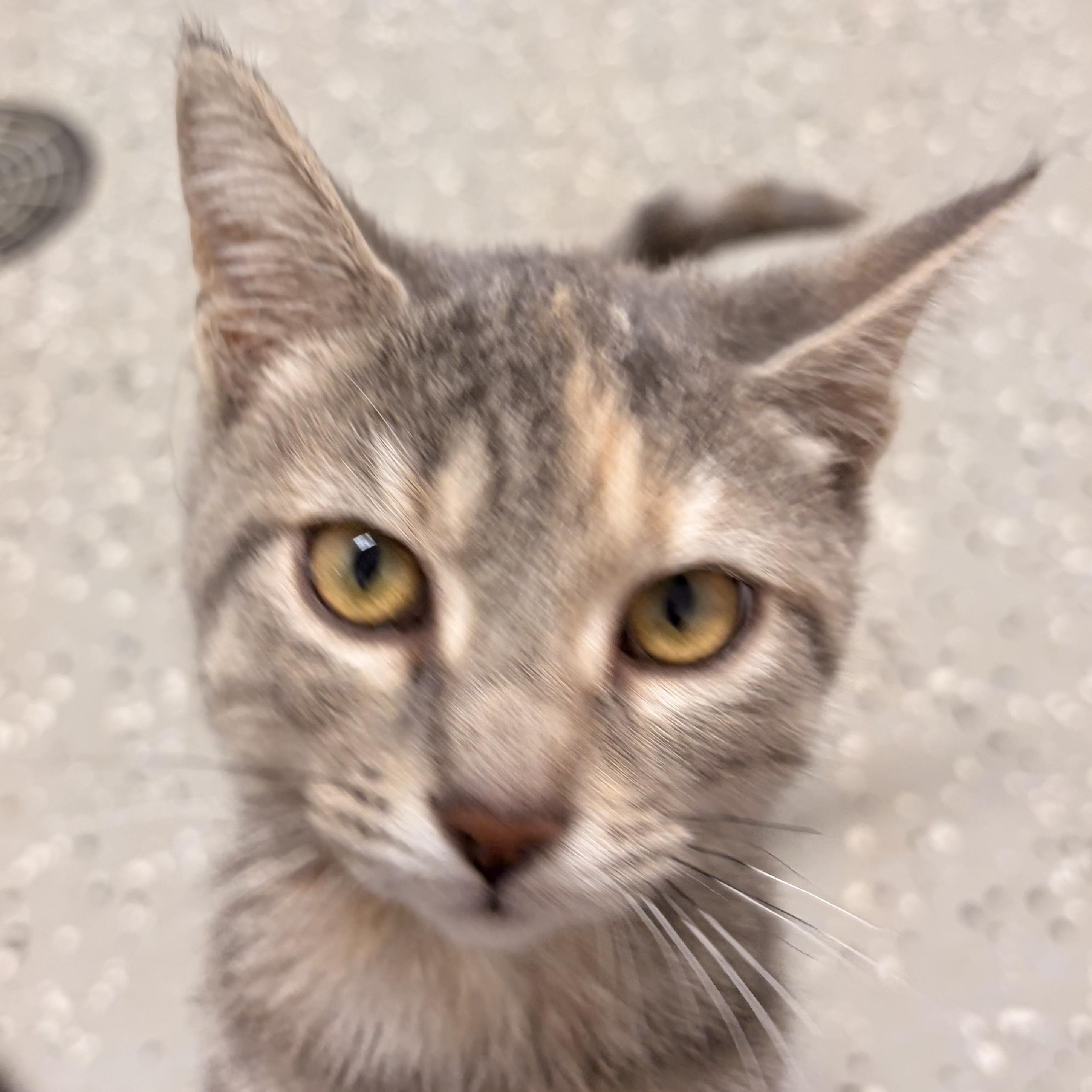 Enlarge Spazzy, a ADOPTABLE Domestic Short Hair in Bryan, OH image 4/5