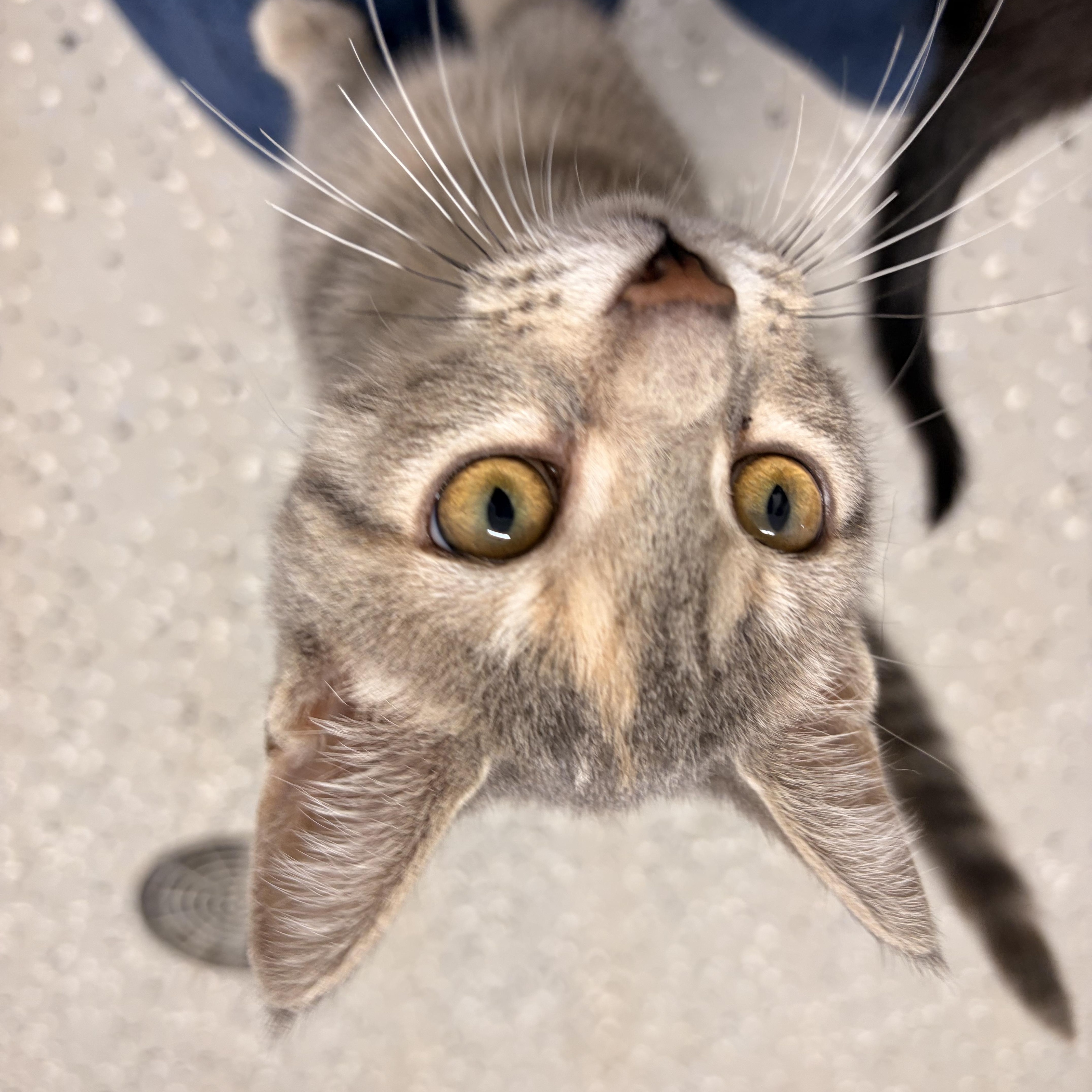 Enlarge Spazzy, a ADOPTABLE Domestic Short Hair in Bryan, OH image 3/5