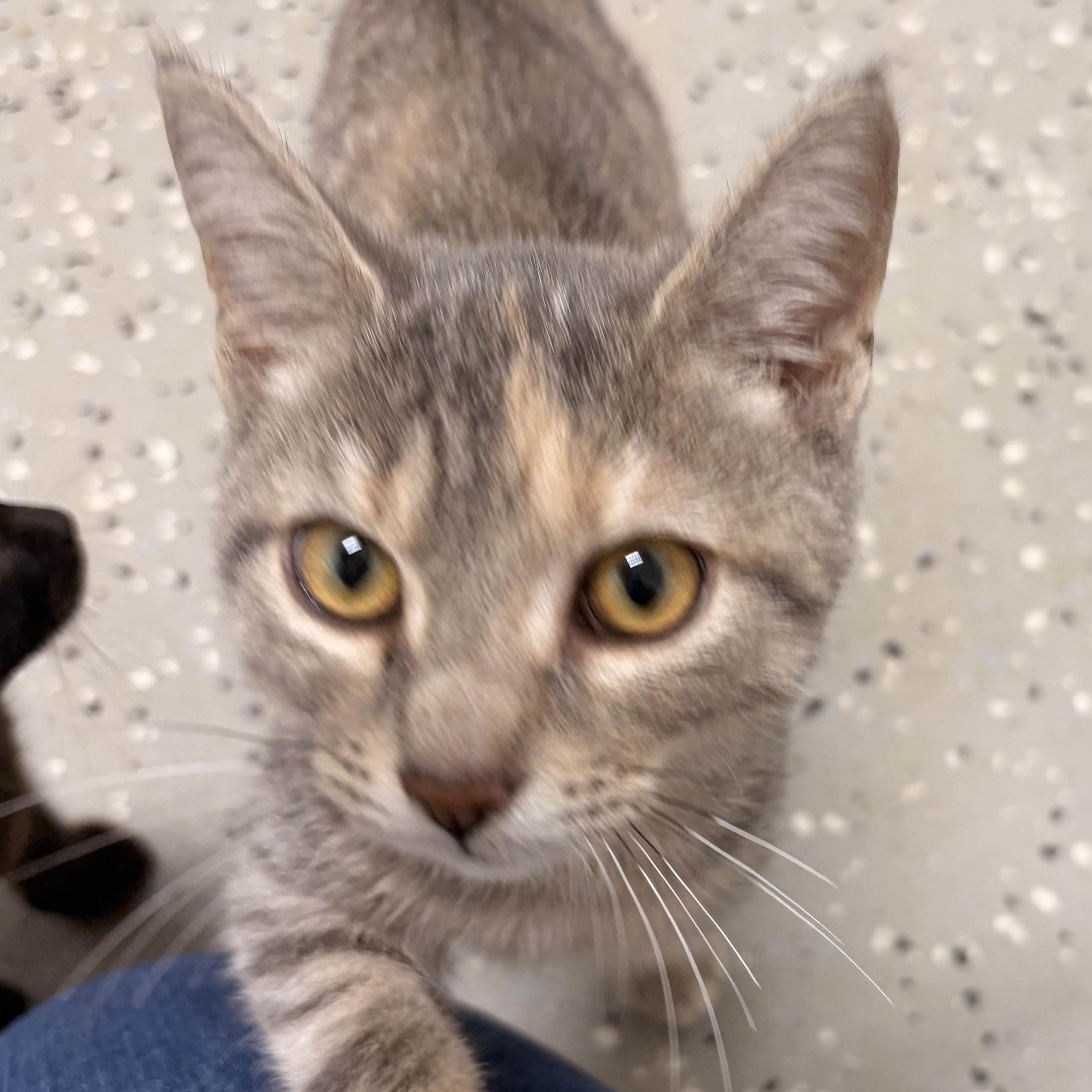 Enlarge Spazzy, a ADOPTABLE Domestic Short Hair in Bryan, OH image 5/5