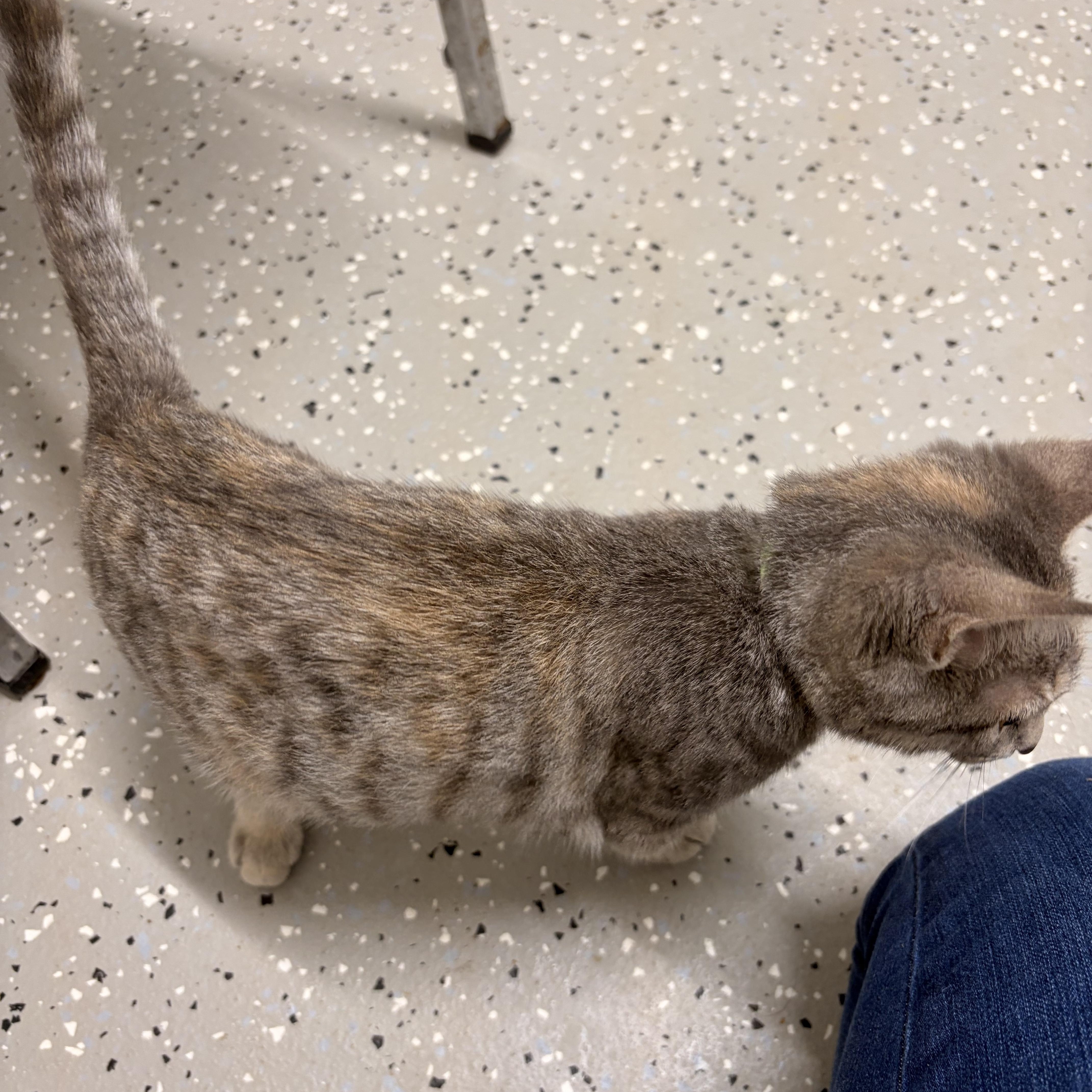 Spazzy, ADOPTABLE, Young Female Domestic Short Hair.