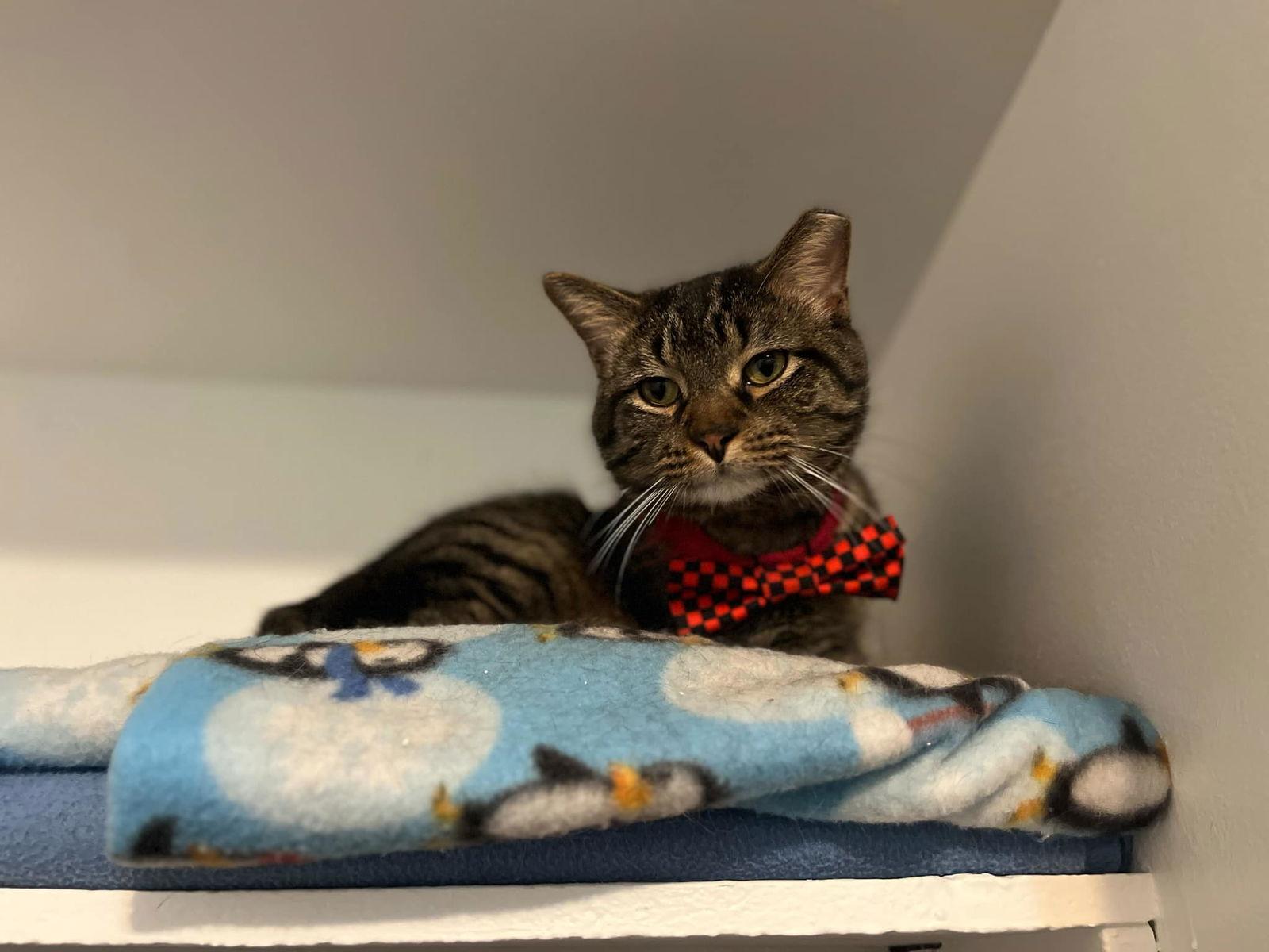 Enlarge Donatello, a Adoptable Domestic Short Hair in Aurora, IL image 1/3