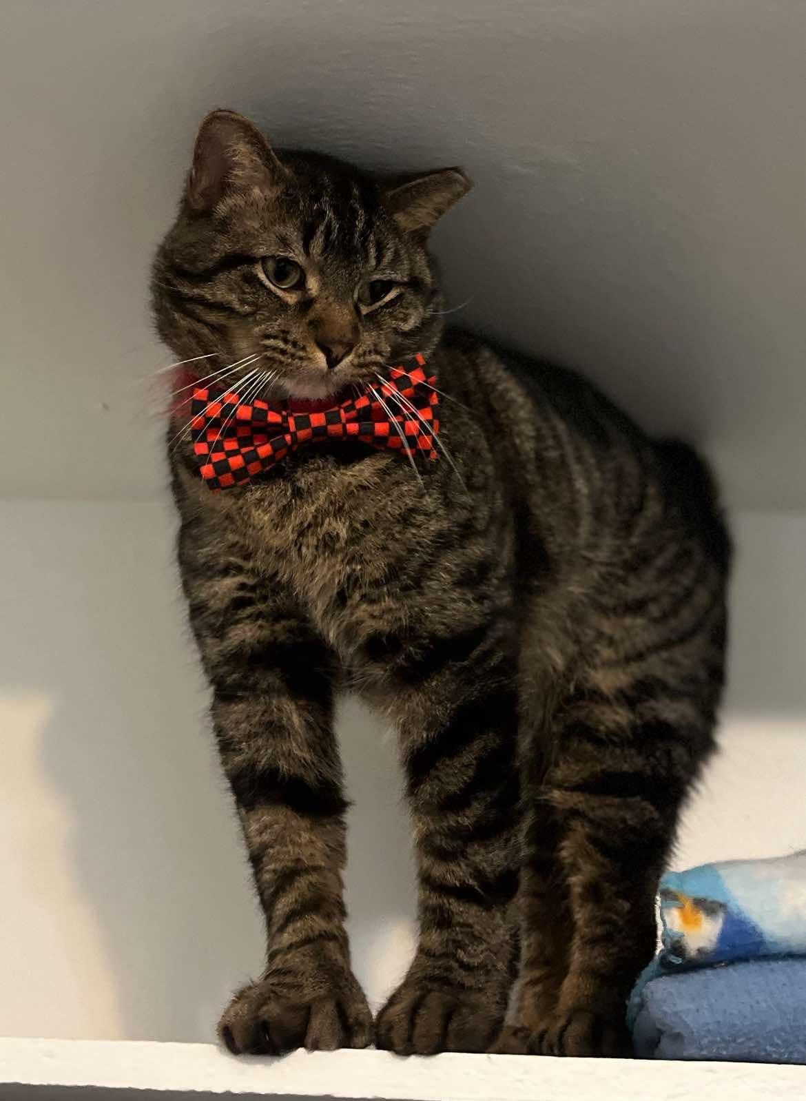 Enlarge Donatello, a Adoptable Domestic Short Hair in Aurora, IL image 2/3