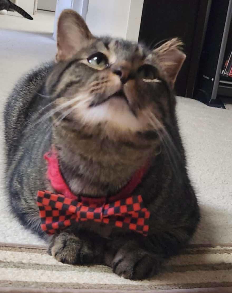 Enlarge Donatello, a Adoptable Domestic Short Hair in Aurora, IL image 3/3