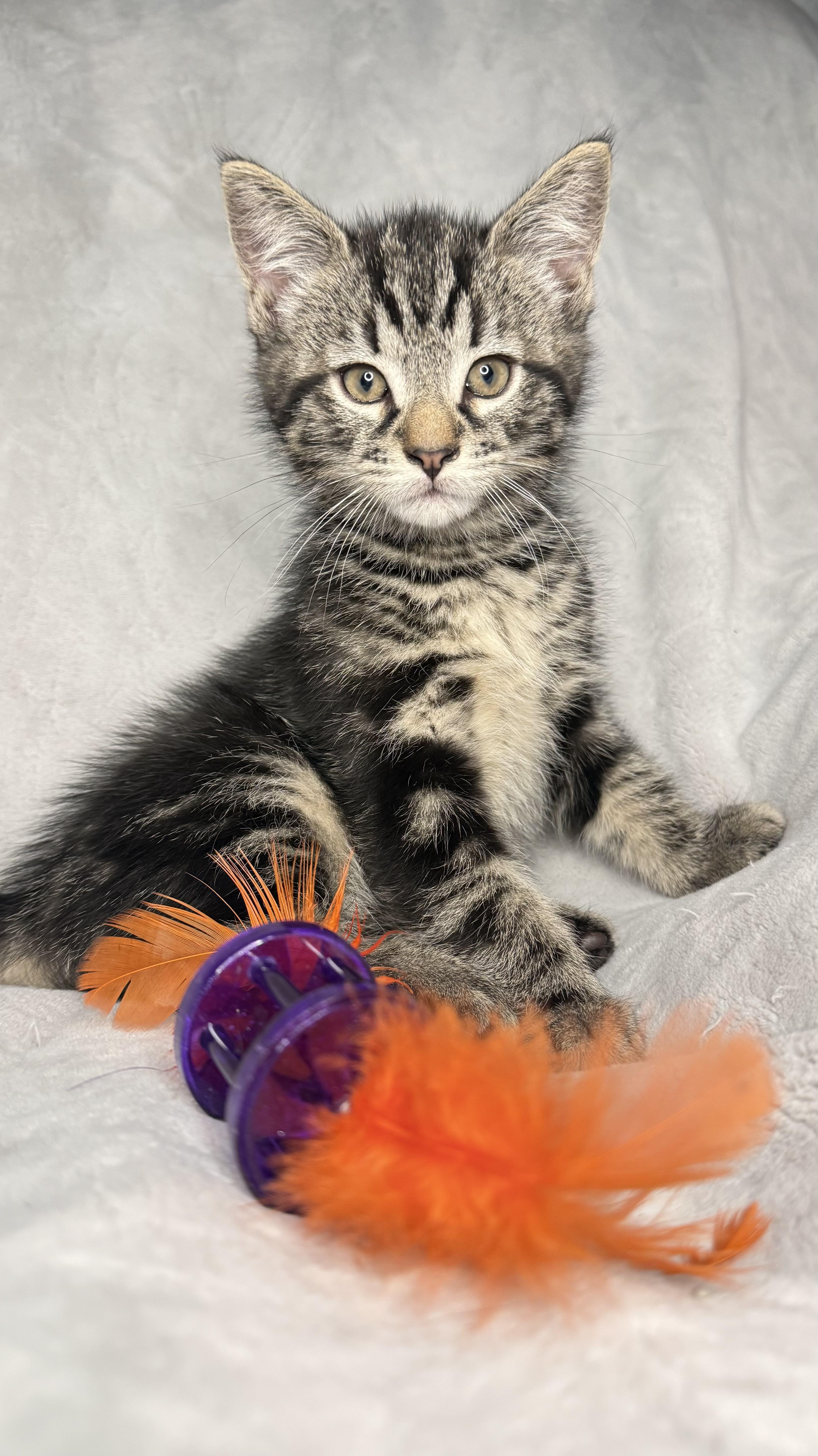 Enlarge The Friend's Crew (Joey, Monica, Ross & Chandler) , a ADOPTABLE Domestic Short Hair in Hickory, NC image 5/5