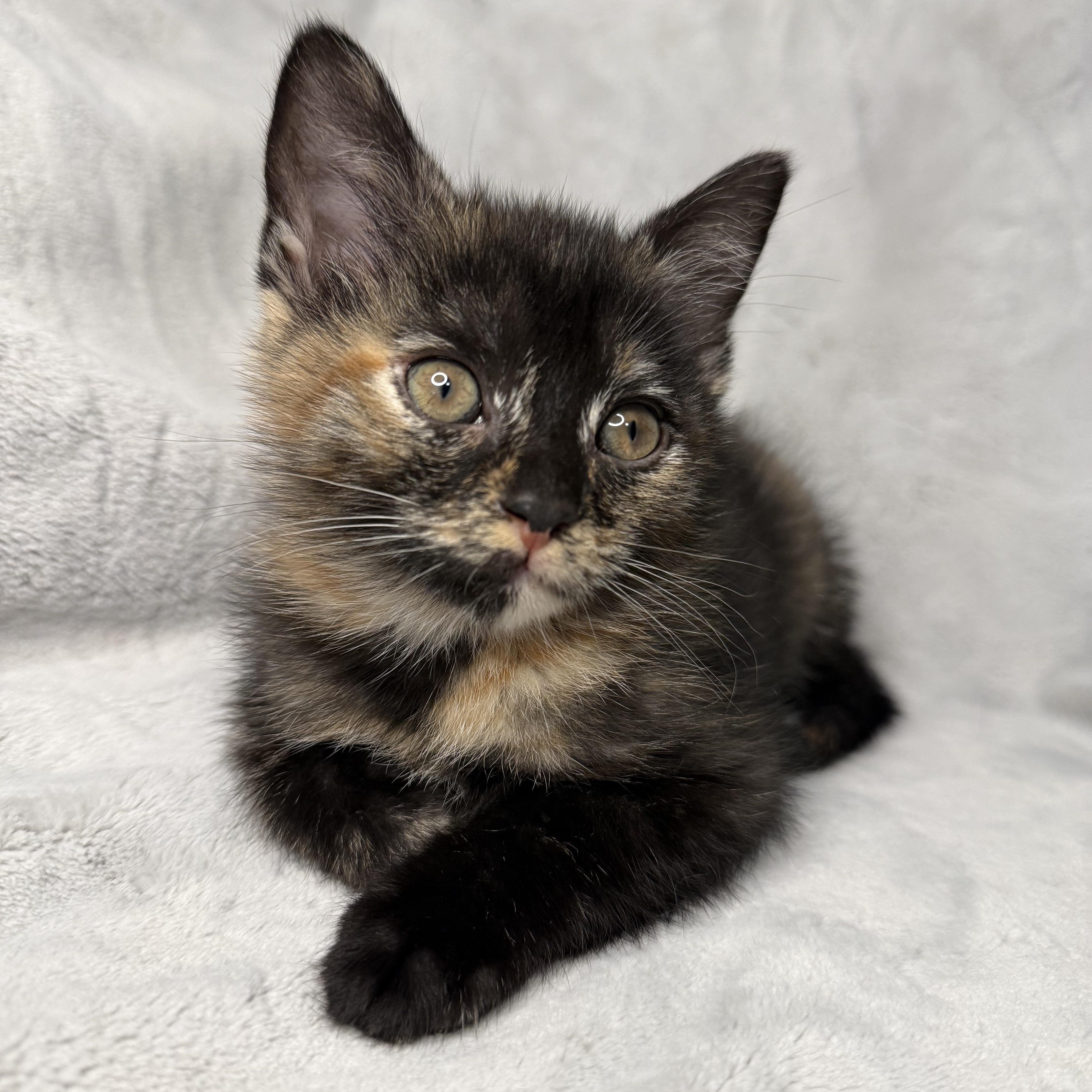 The Friend's Crew ... Monica, a ADOPTABLE Domestic Short Hair in Hickory, NC image 2/5