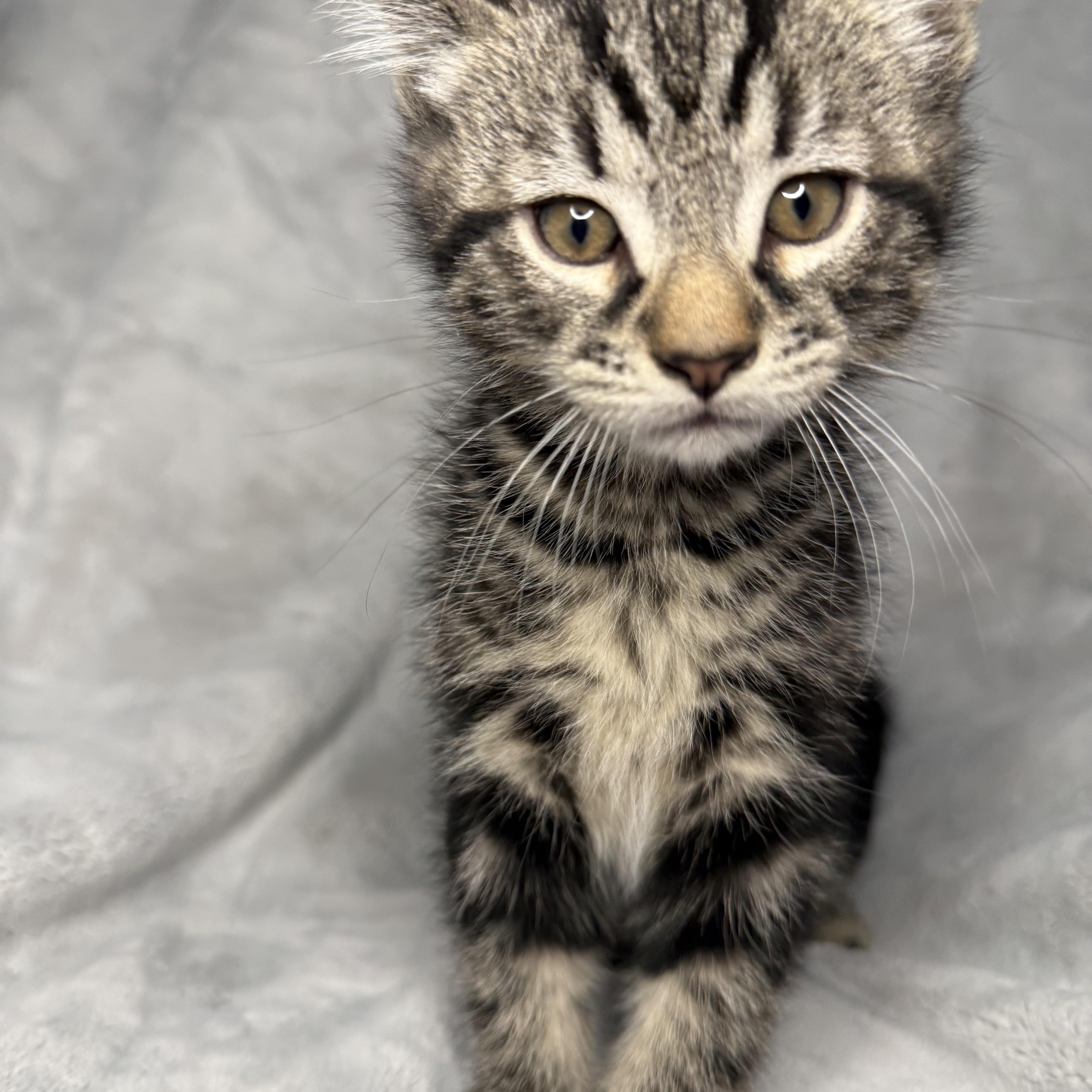 Enlarge The Friend's Crew (Joey, Monica, Ross & Chandler) , a ADOPTABLE Domestic Short Hair in Hickory, NC image 4/5