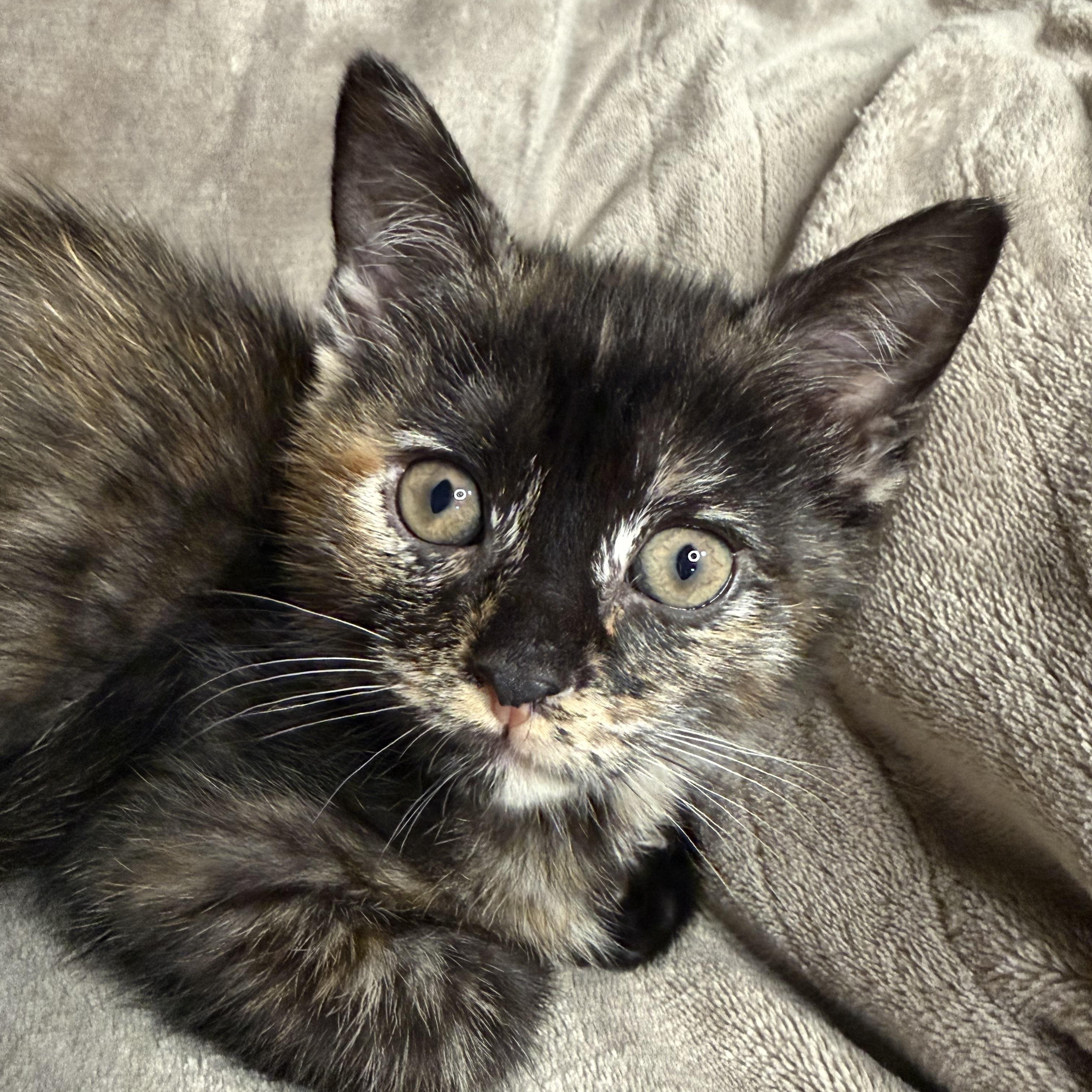 The Friend's Crew ... Monica, a ADOPTABLE Domestic Short Hair in Hickory, NC image 4/5