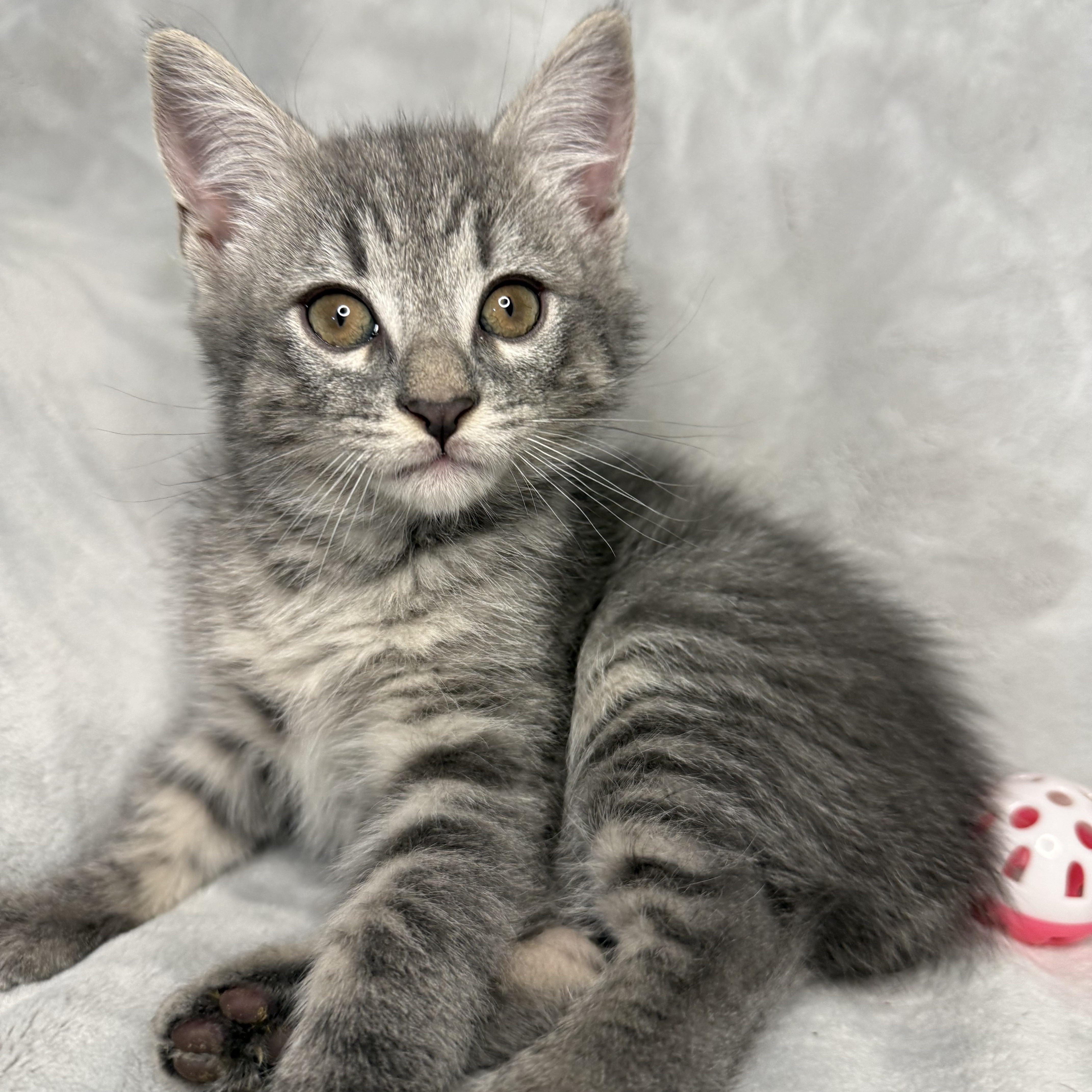 Enlarge The Friend's Crew (Joey, Monica, Ross & Chandler) , a ADOPTABLE Domestic Short Hair in Hickory, NC image 3/5