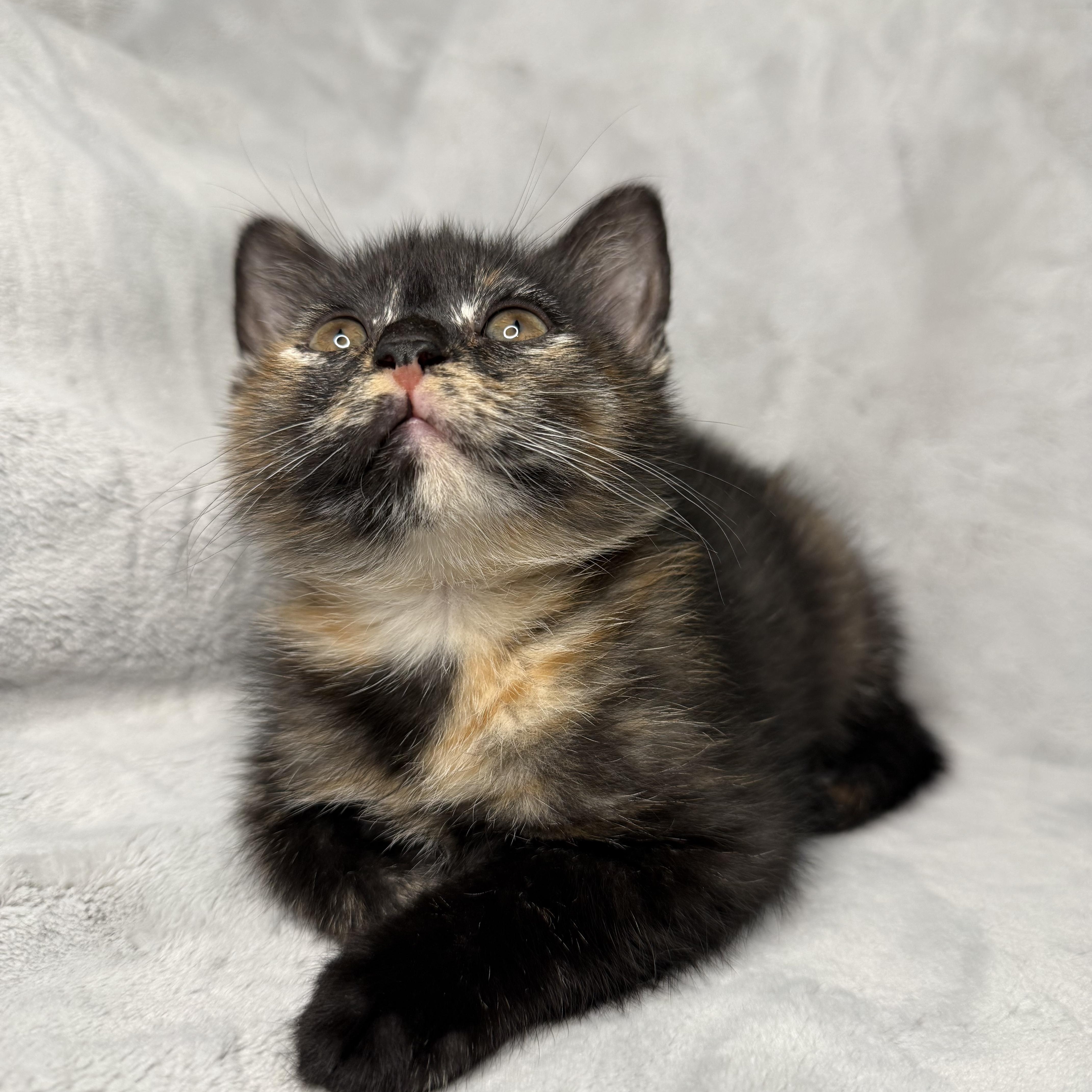 The Friend's Crew ... Monica, a ADOPTABLE Domestic Short Hair in Hickory, NC image 3/5