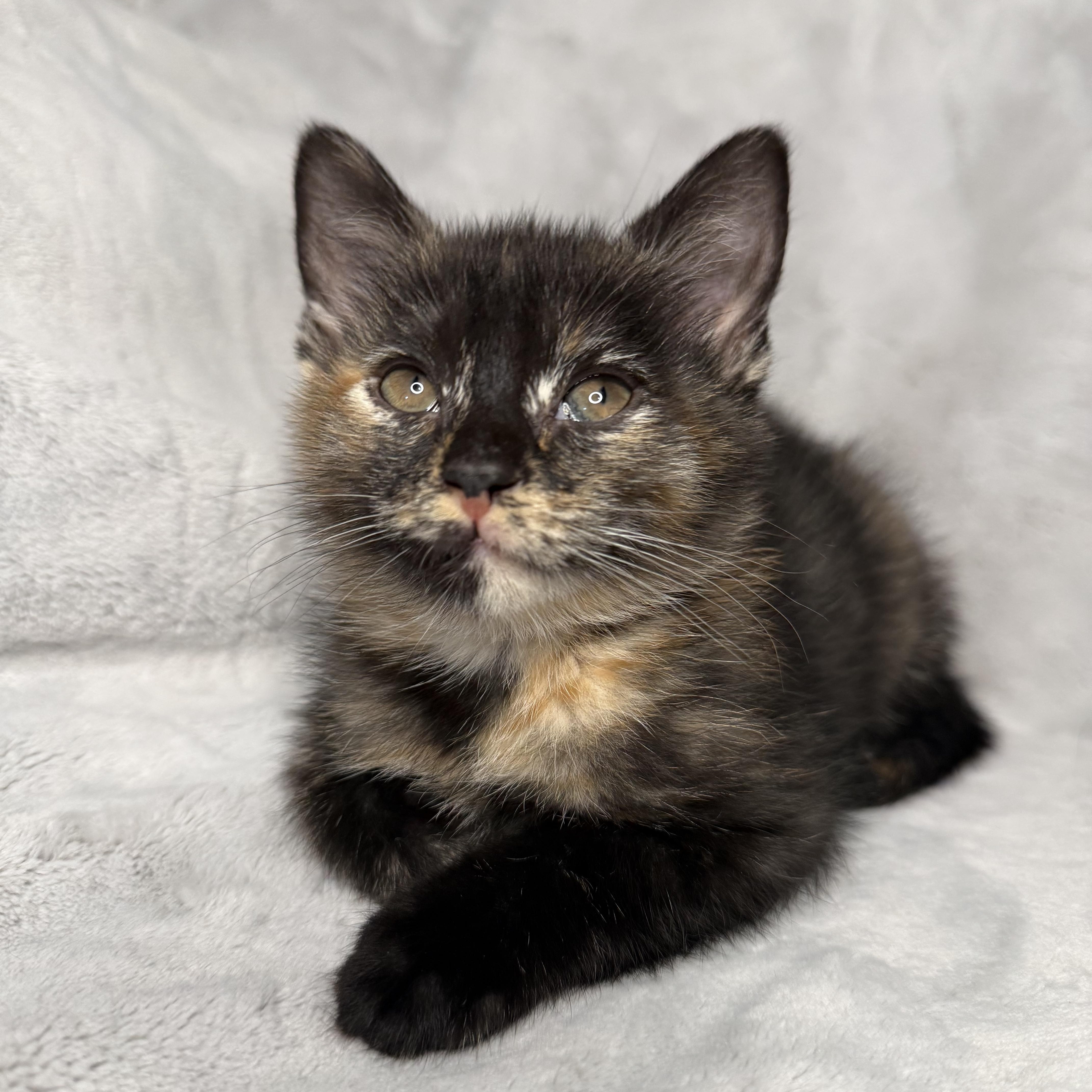Enlarge The Friend's Crew (Joey, Monica, Ross & Chandler) , a ADOPTABLE Domestic Short Hair in Hickory, NC image 2/5
