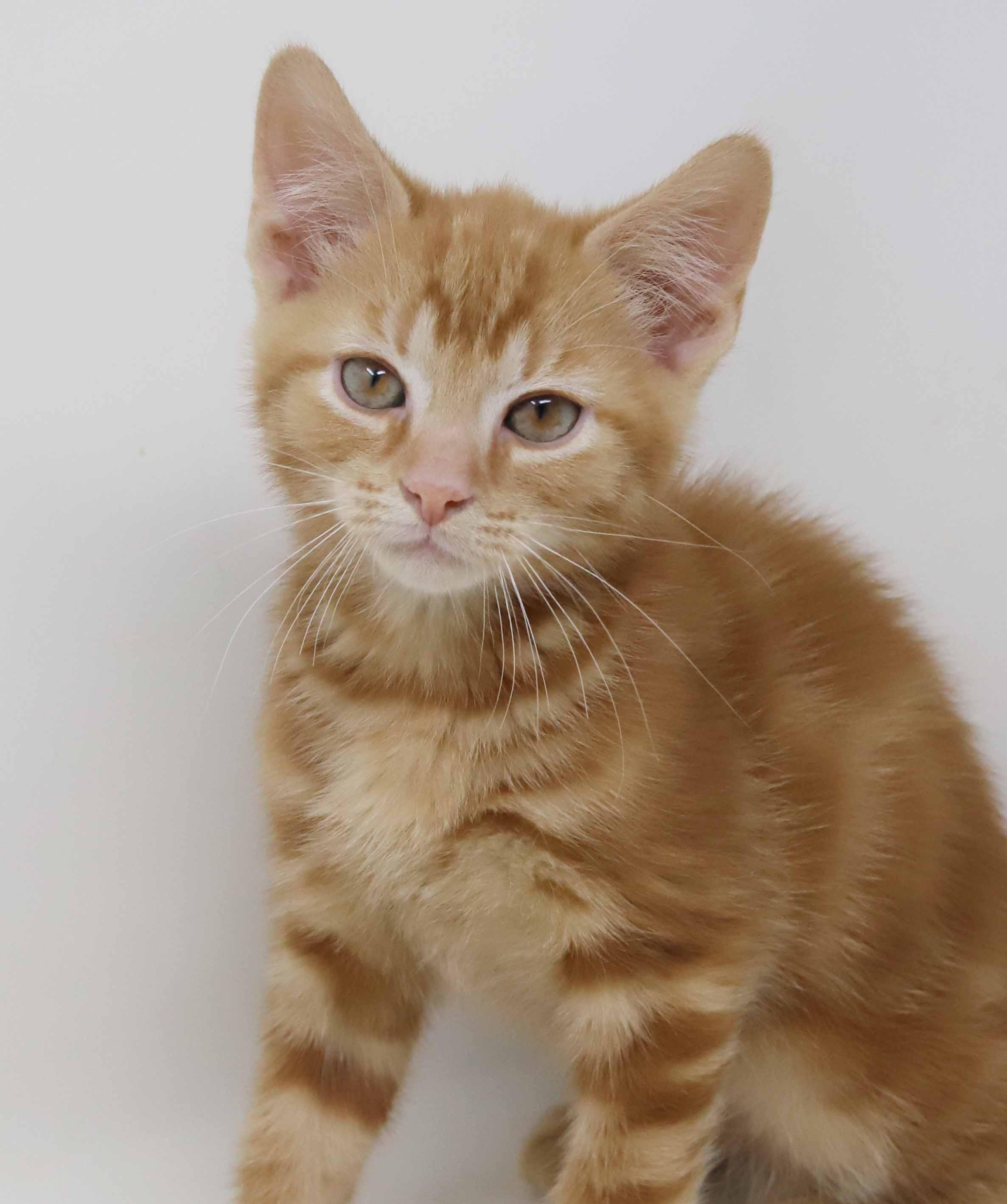 Enlarge Mercury!  U will fall fast in love with this stellar guy!, an adopted Tabby in Bedford Hills, NY image 2/6