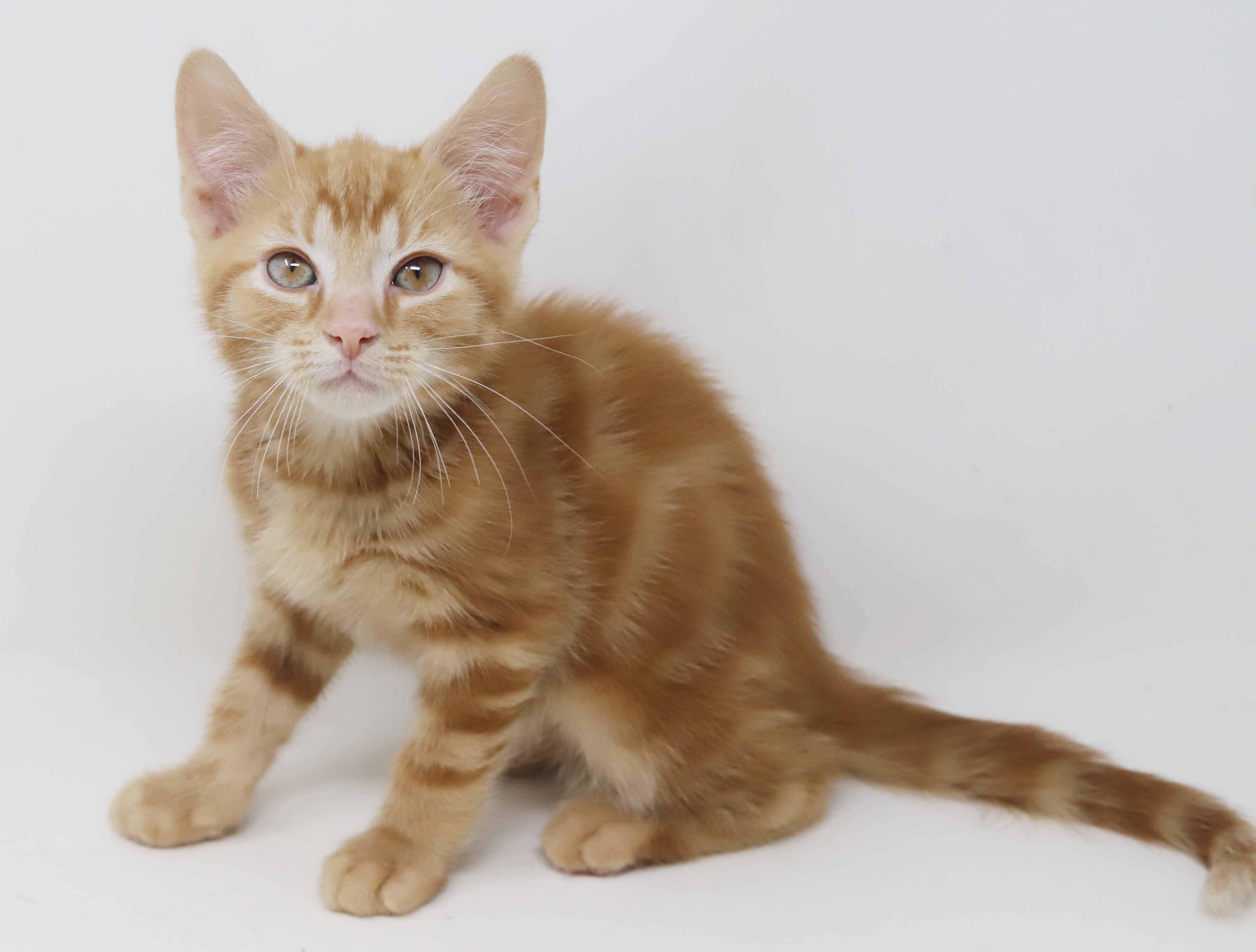 Enlarge Mercury!  U will fall fast in love with this stellar guy!, an adopted Tabby in Bedford Hills, NY image 3/6