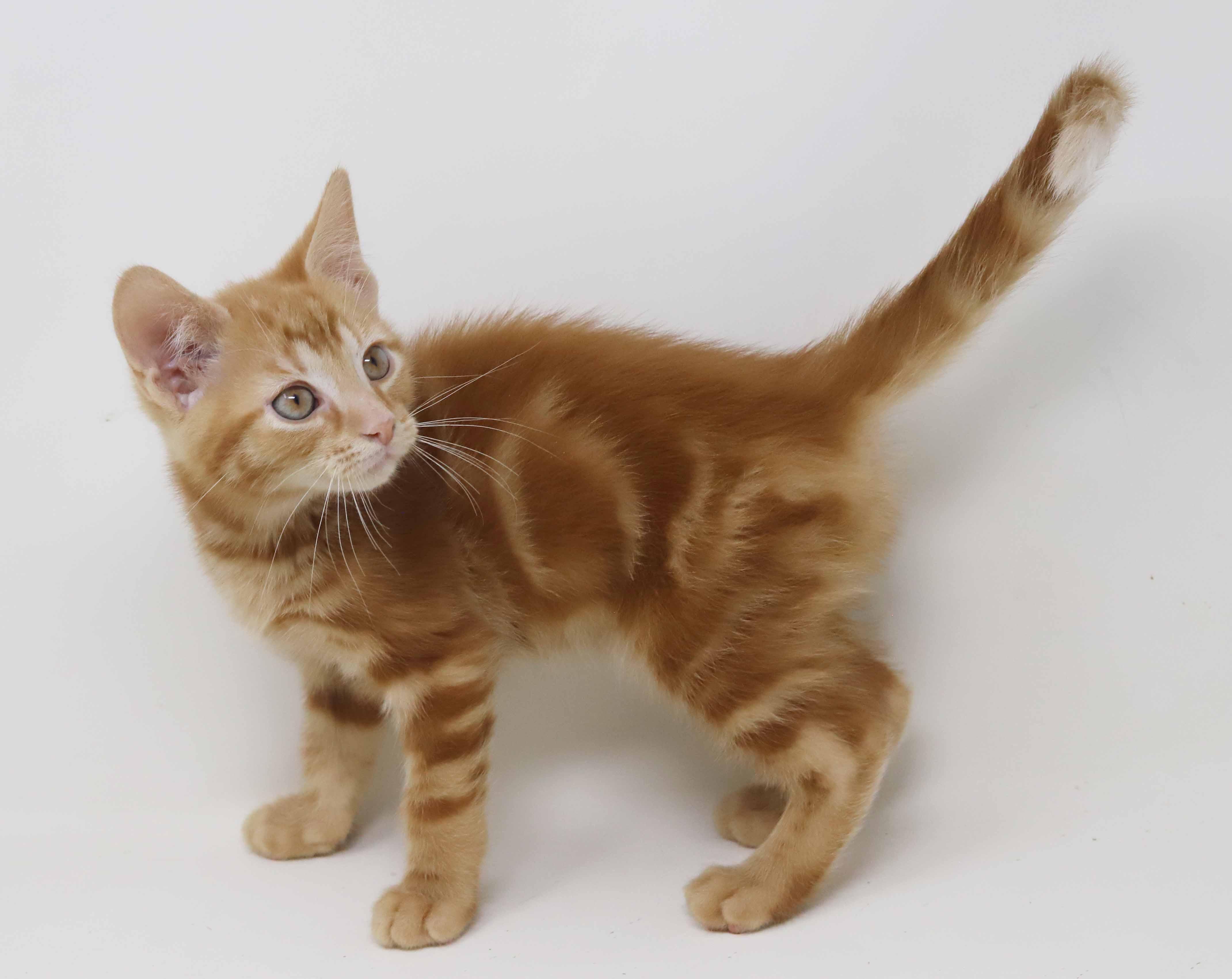 Enlarge Mercury!  U will fall fast in love with this stellar guy!, an adopted Tabby in Bedford Hills, NY image 4/6