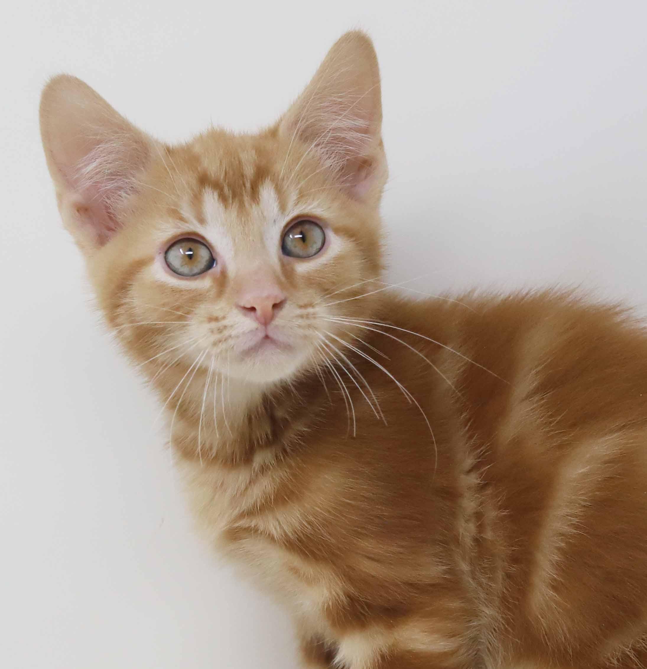 Enlarge Mercury!  U will fall fast in love with this stellar guy!, an adopted Tabby in Bedford Hills, NY image 5/6