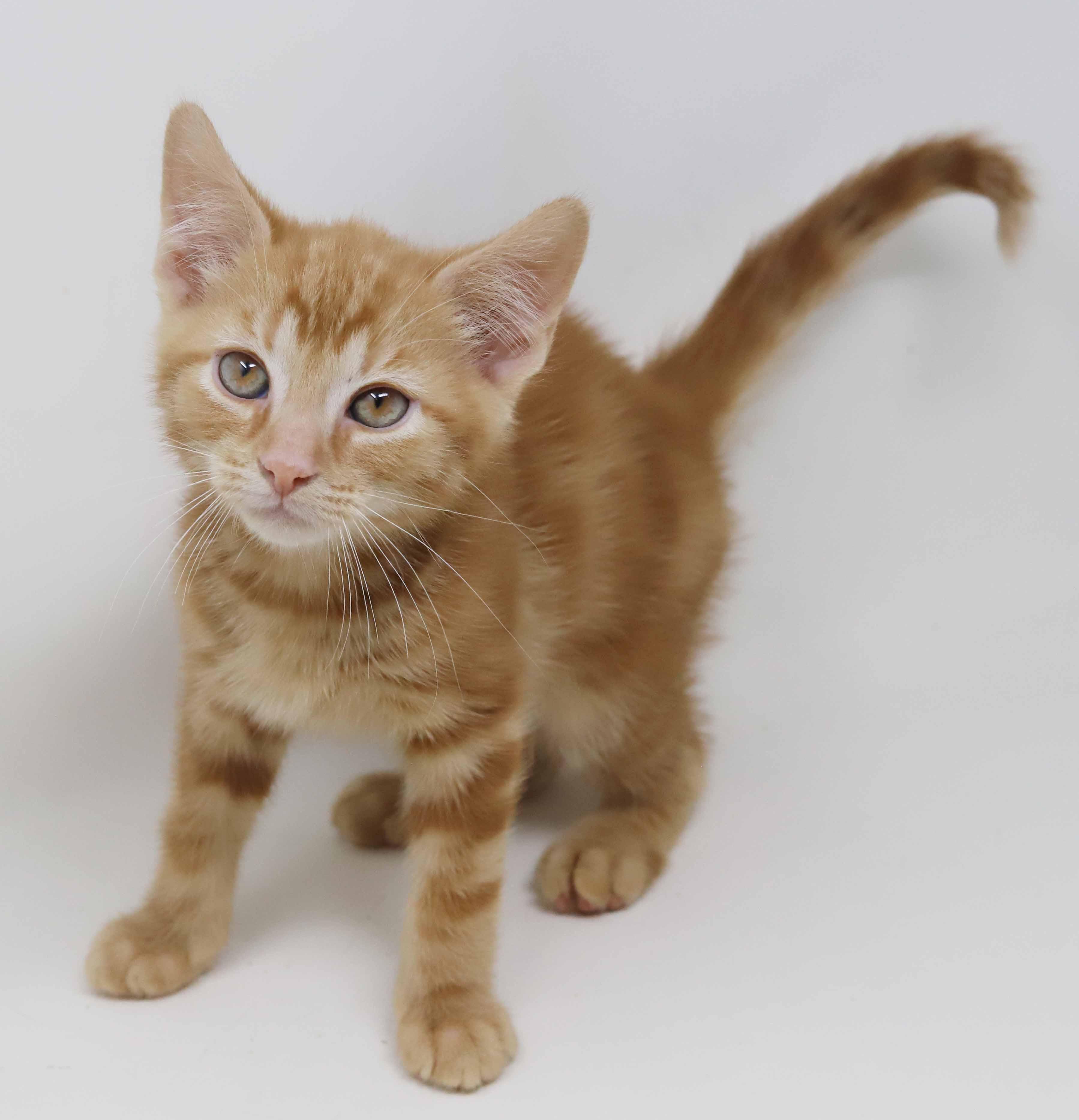 Enlarge Mercury!  U will fall fast in love with this stellar guy!, an adopted Tabby in Bedford Hills, NY image 6/6