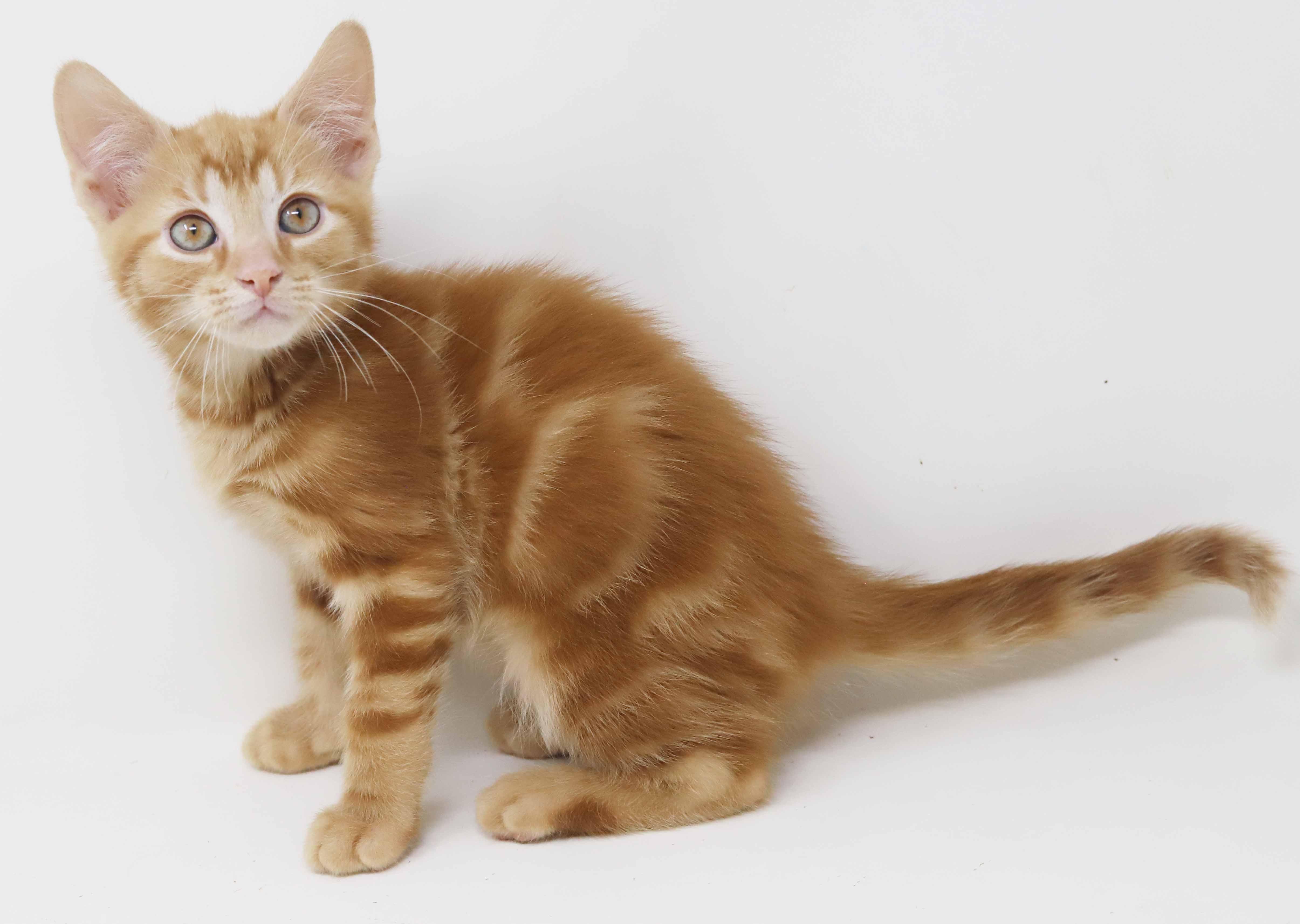Enlarge Mercury!  U will fall fast in love with this stellar guy!, an adopted Tabby in Bedford Hills, NY image 1/6