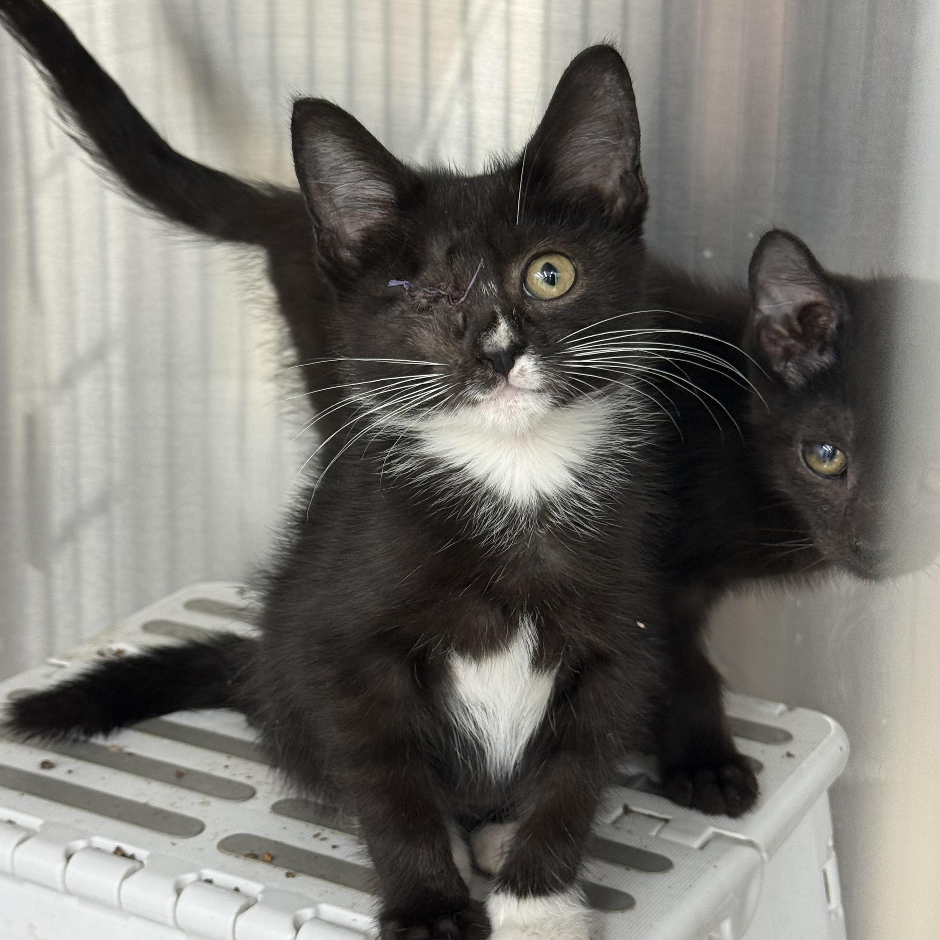 Ivy, ADOPTABLE, Kitten Female Domestic Short Hair.