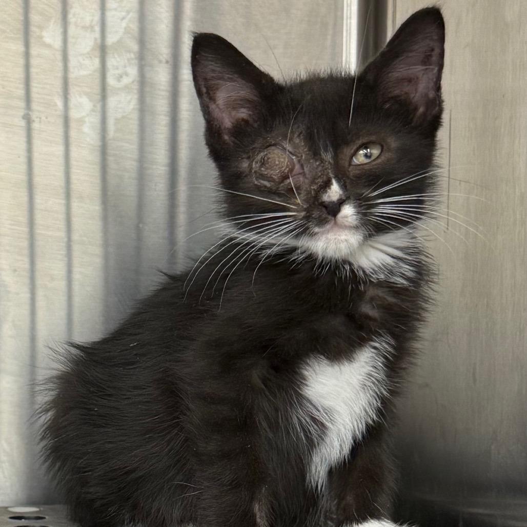 Ivy, a ADOPTABLE Domestic Short Hair in Richmond, MO image 2/2