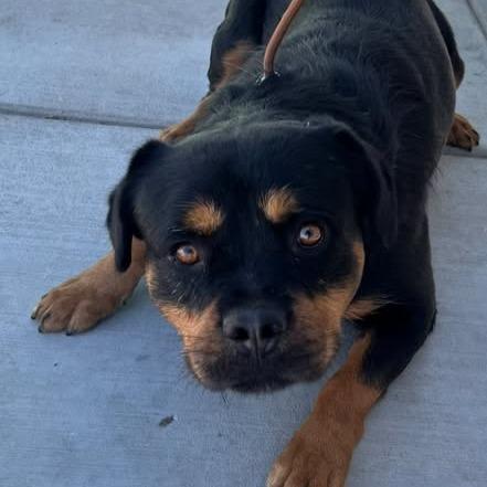 26-1093 Chop Jr, Adoptable, Puppy Male Rottweiler & Mixed Breed.