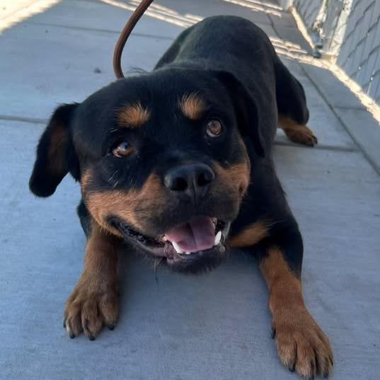 26-1093 Chop Jr, a Adoptable mixed breed in Los Banos, CA image 2/2