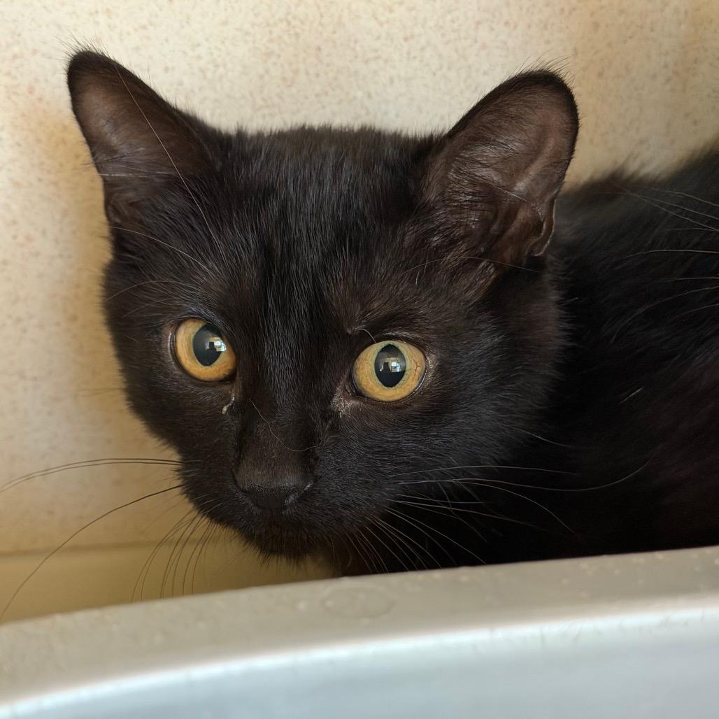Ying (26-3Z-2), Adoptable, Kitten Male Domestic Short Hair.