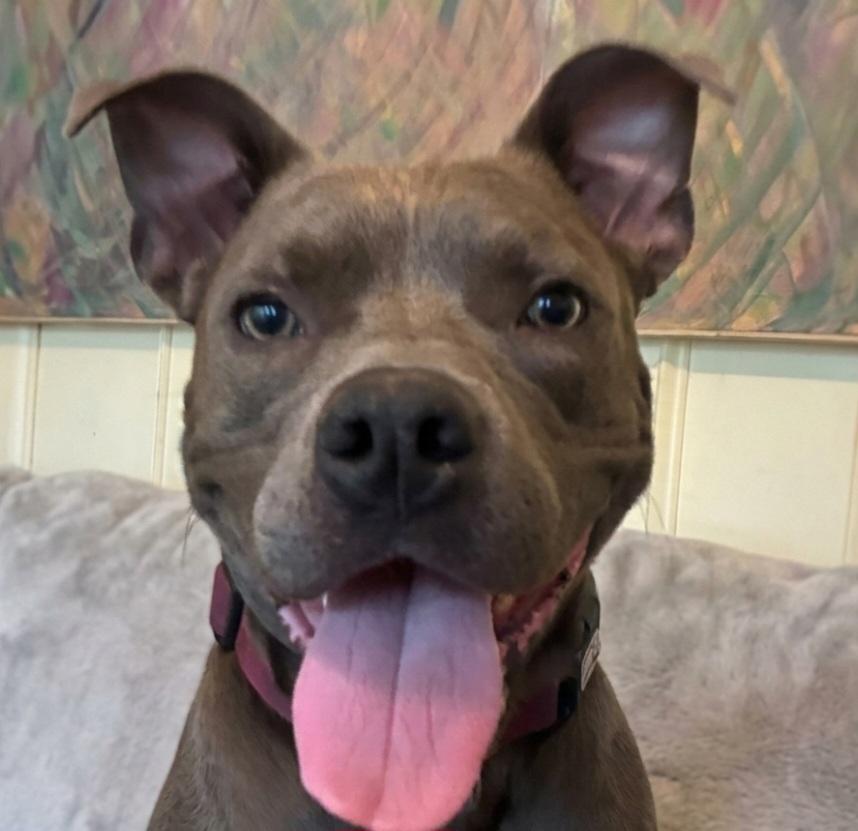 Enlarge Boomer, a Adoptable Pit Bull Terrier in Roswell, GA image 3/6