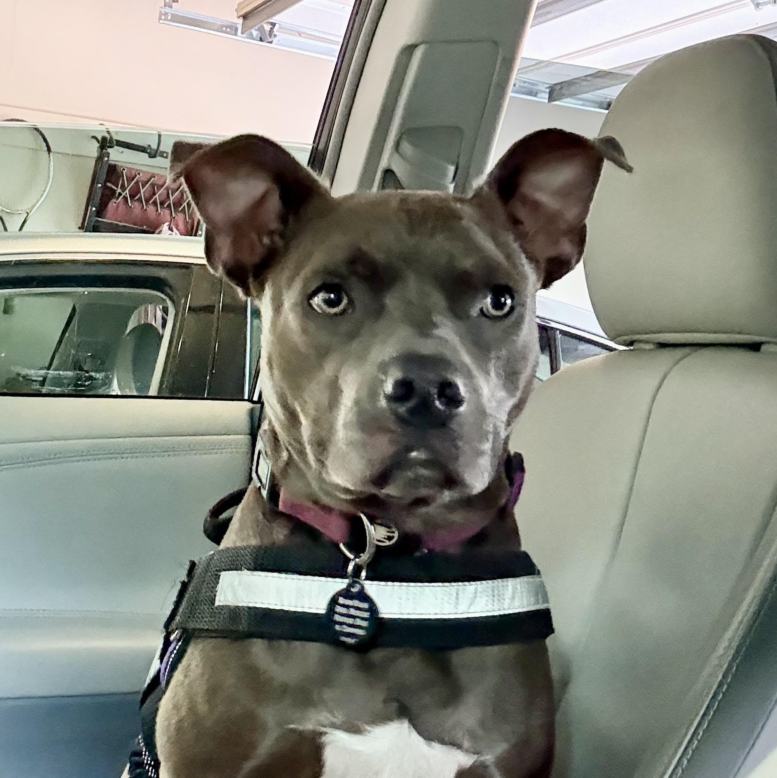 Enlarge Boomer, a Adoptable Pit Bull Terrier in Roswell, GA image 2/6