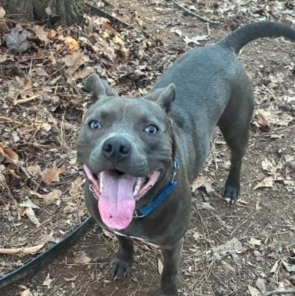 Enlarge Boomer, a Adoptable Pit Bull Terrier in Roswell, GA image 4/6
