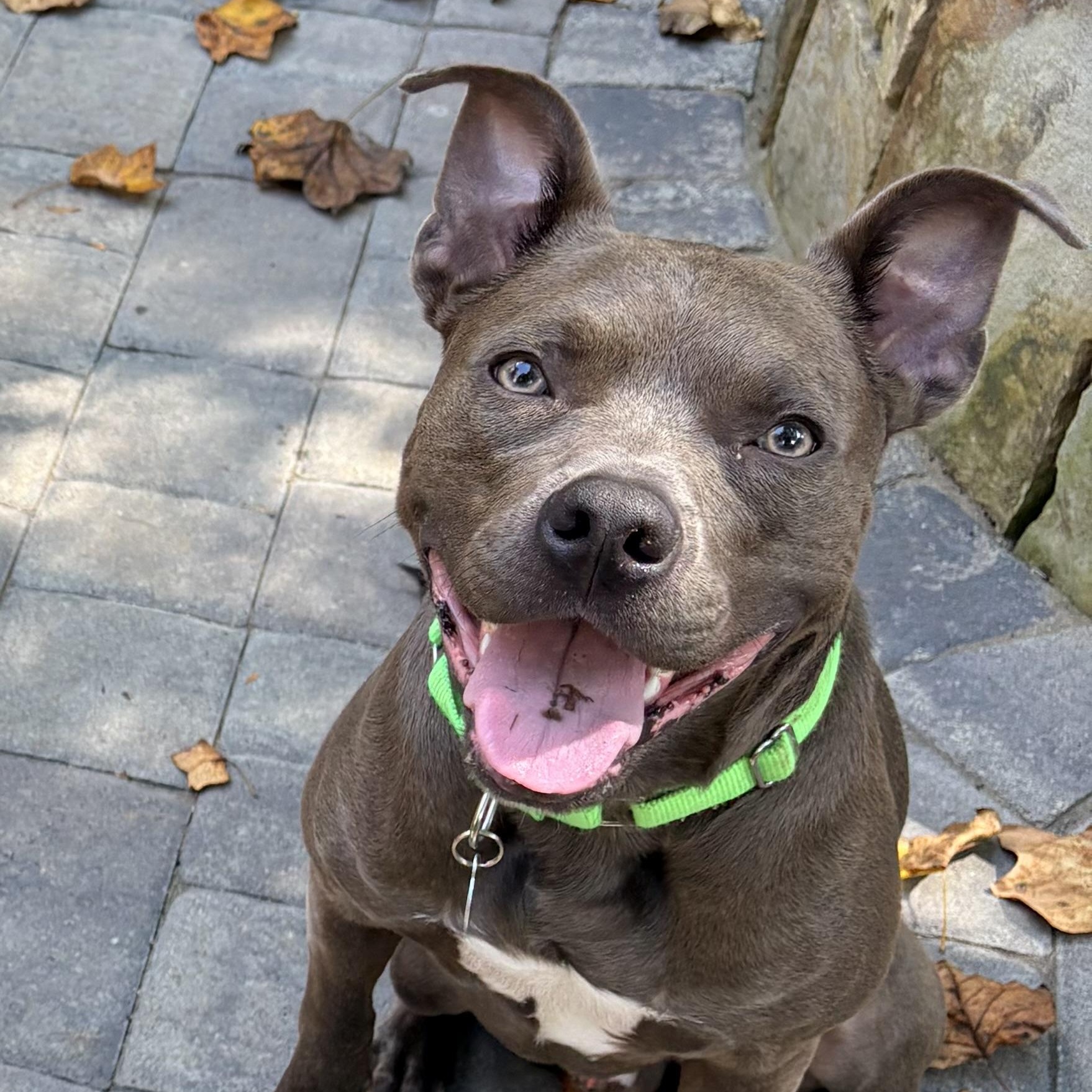 Boomer, Adoptable, Young Male Pit Bull Terrier.