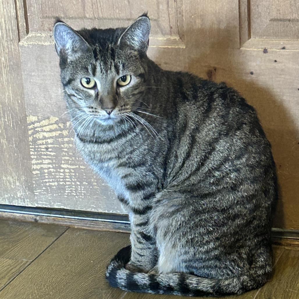 Phoebe, Adoptable, Adult Female Domestic Short Hair.