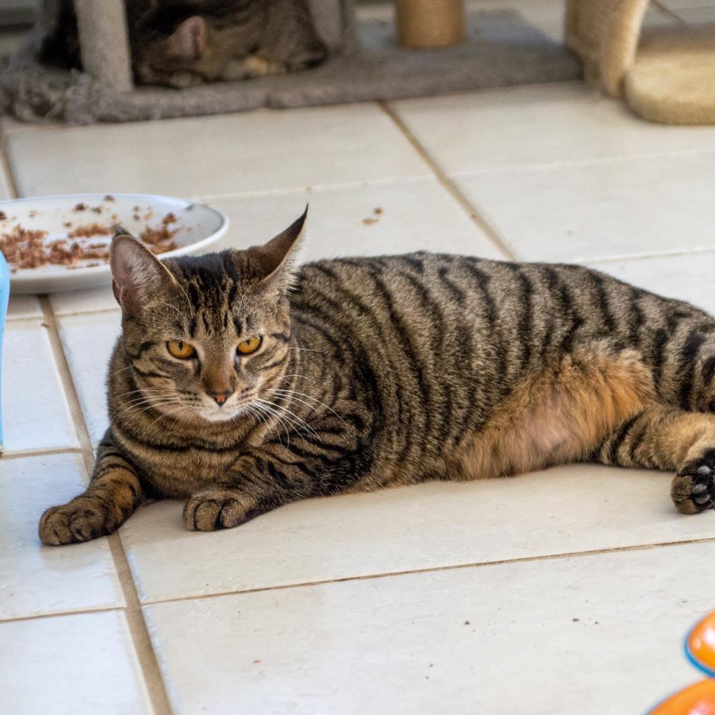 Phoebe — thumbnail 3