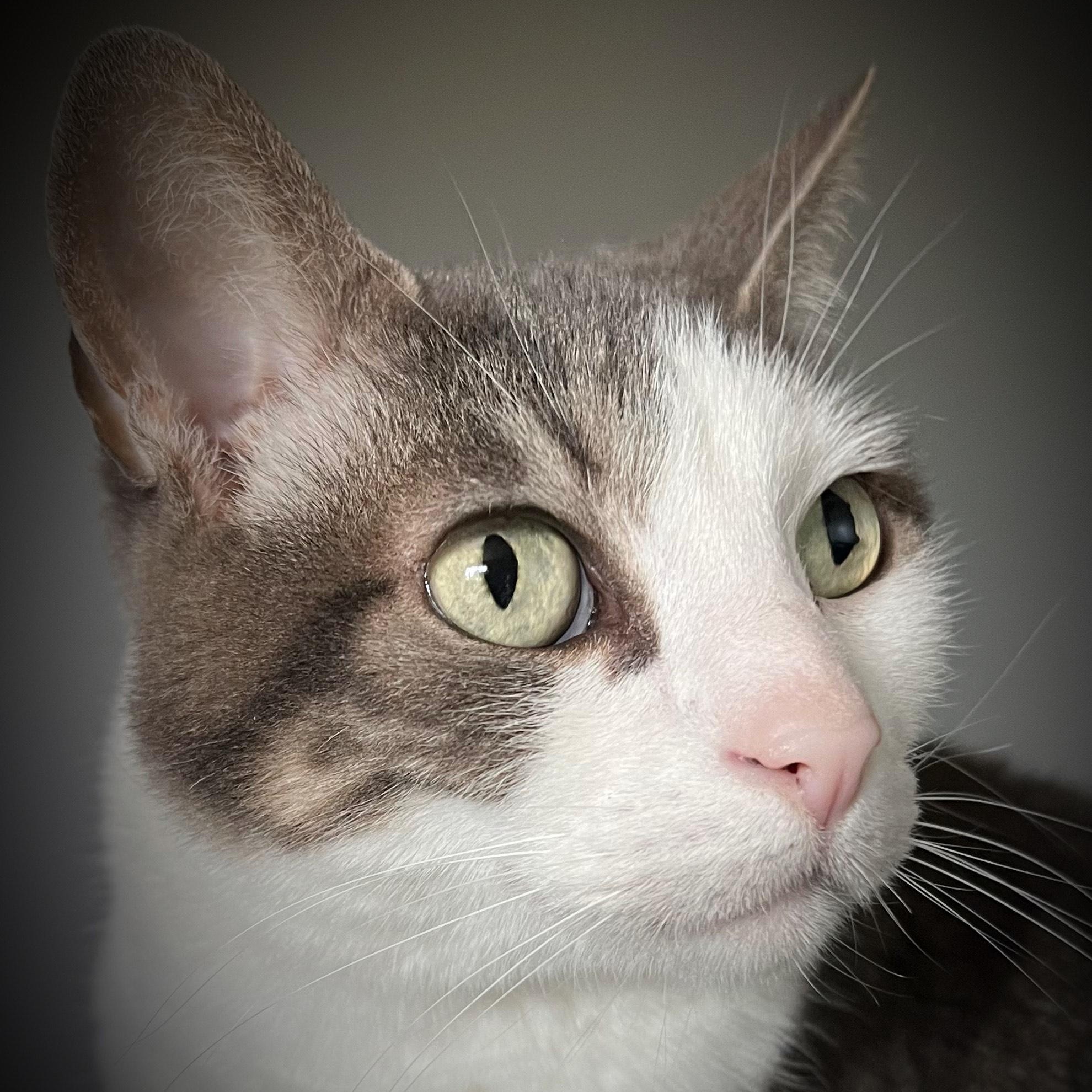 Annabelle, a Adoptable Domestic Short Hair in Portland, OR image 6/6