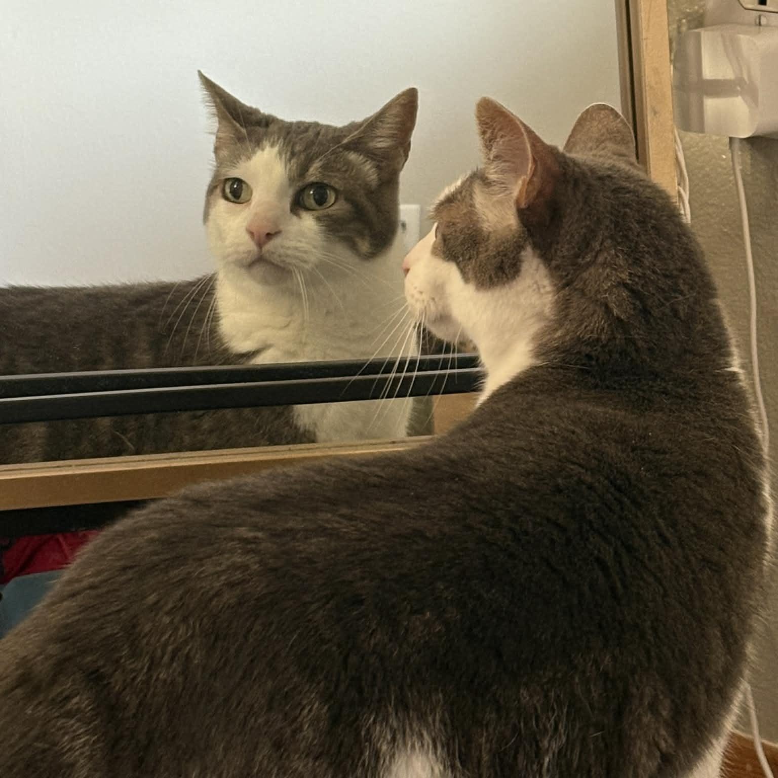 Annabelle, a Adoptable Domestic Short Hair in Portland, OR image 4/6