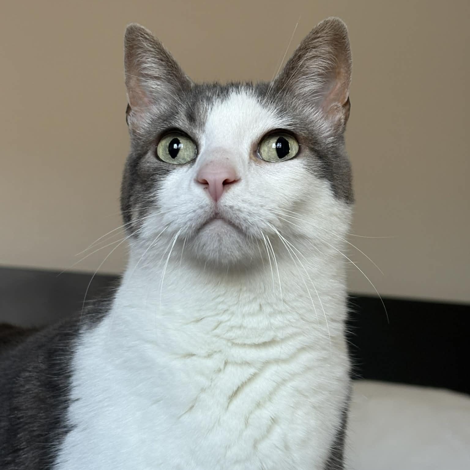 Annabelle, a Adoptable Domestic Short Hair in Portland, OR image 1/6