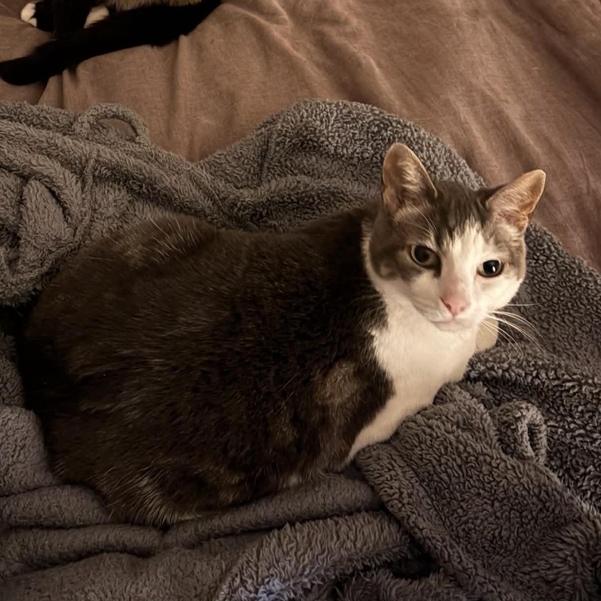 Annabelle, a Adoptable Domestic Short Hair in Portland, OR image 5/6