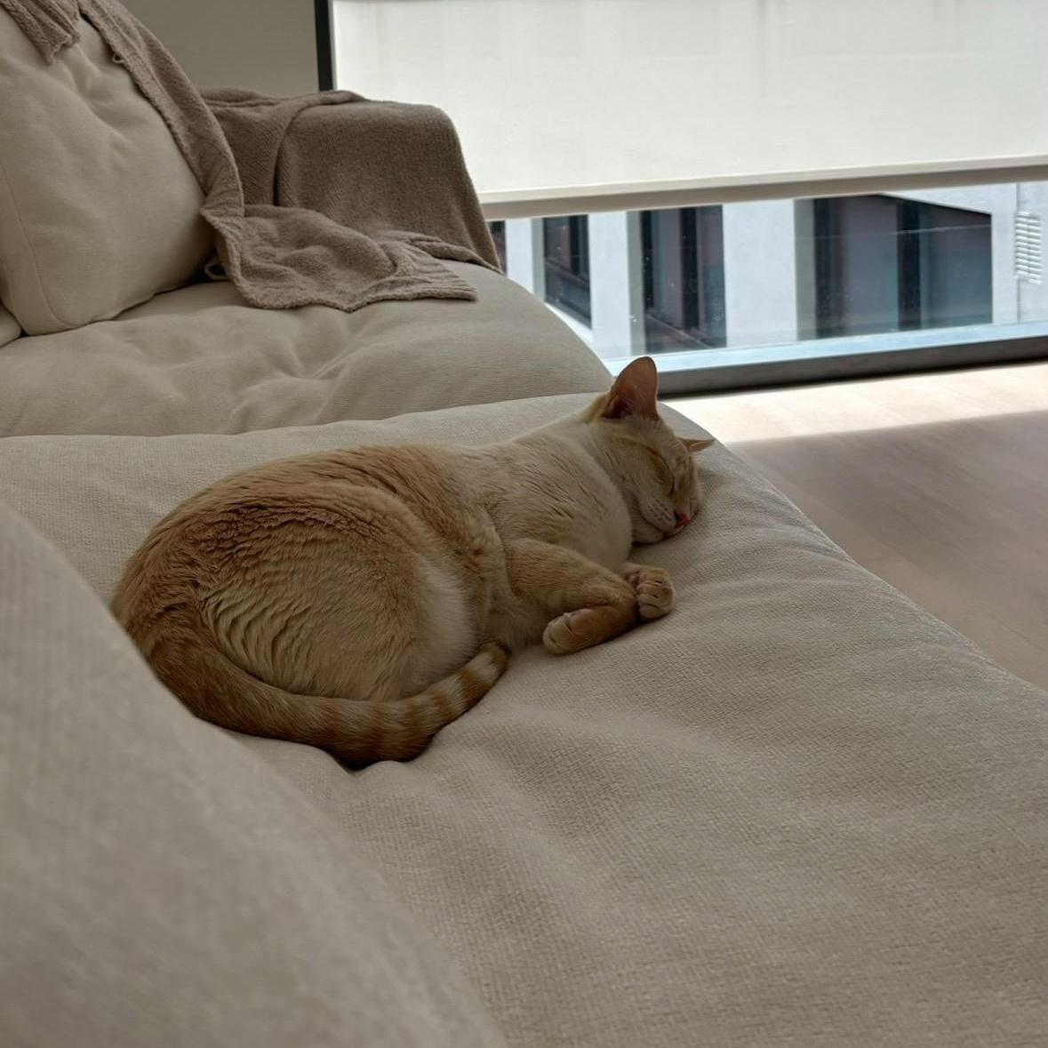 Enlarge Mochi, an adopted Siamese in Miami, FL image 3/5