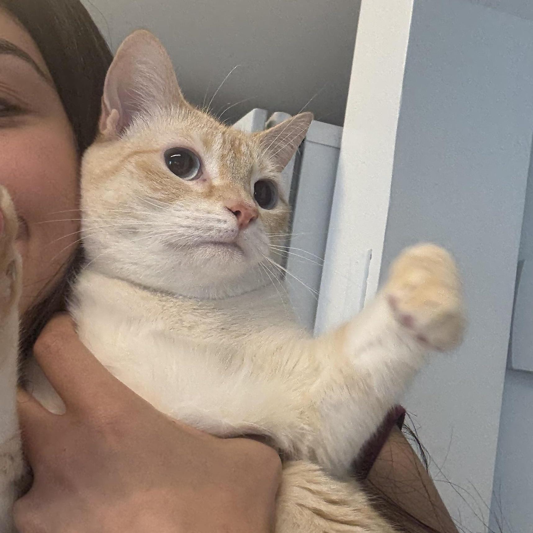 Enlarge Mochi, an adopted Siamese in Miami, FL image 4/5