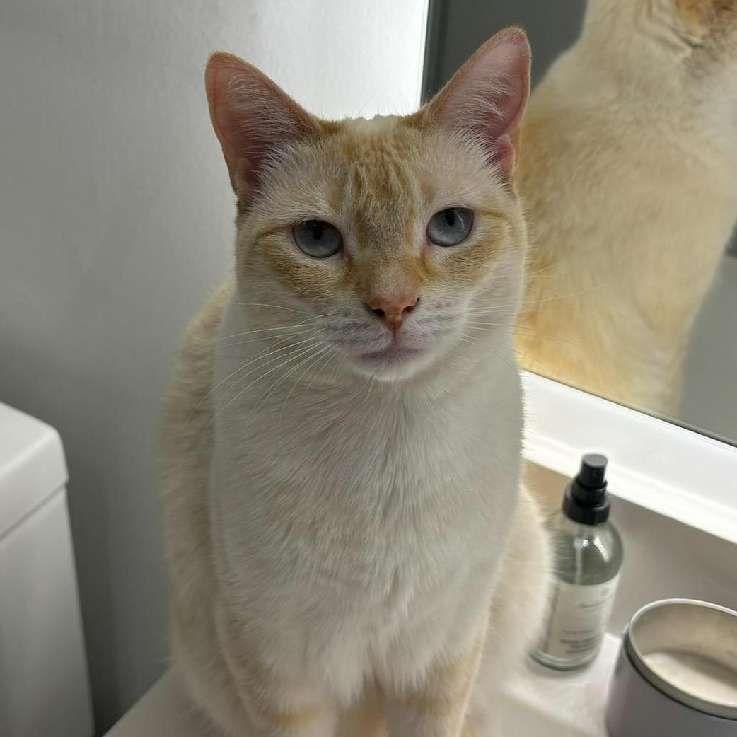 Enlarge Mochi, an adopted Siamese in Miami, FL image 1/5