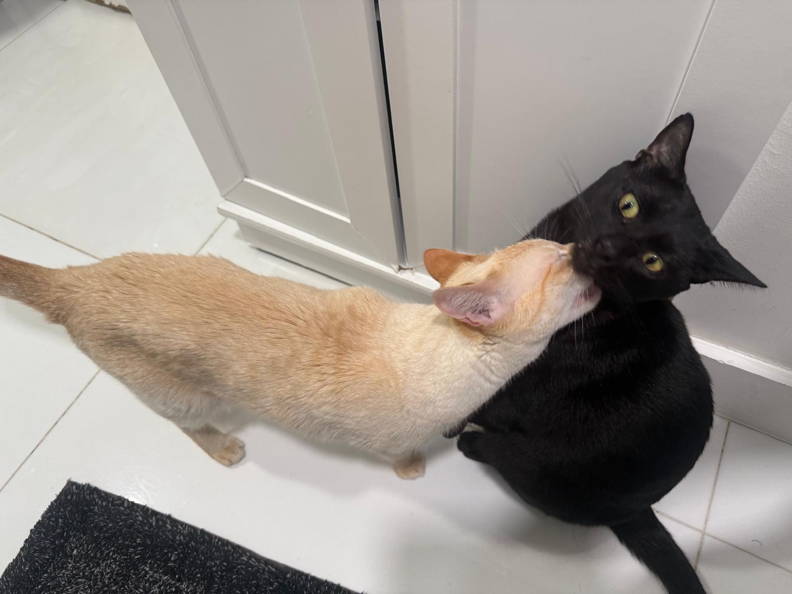 Enlarge Mochi, an adopted Siamese in Miami, FL image 5/5