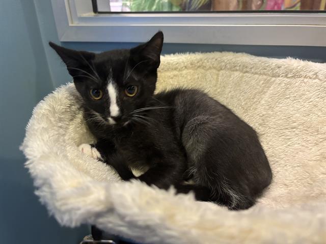 MISSY, Adoptable, Kitten Female Domestic Short Hair.