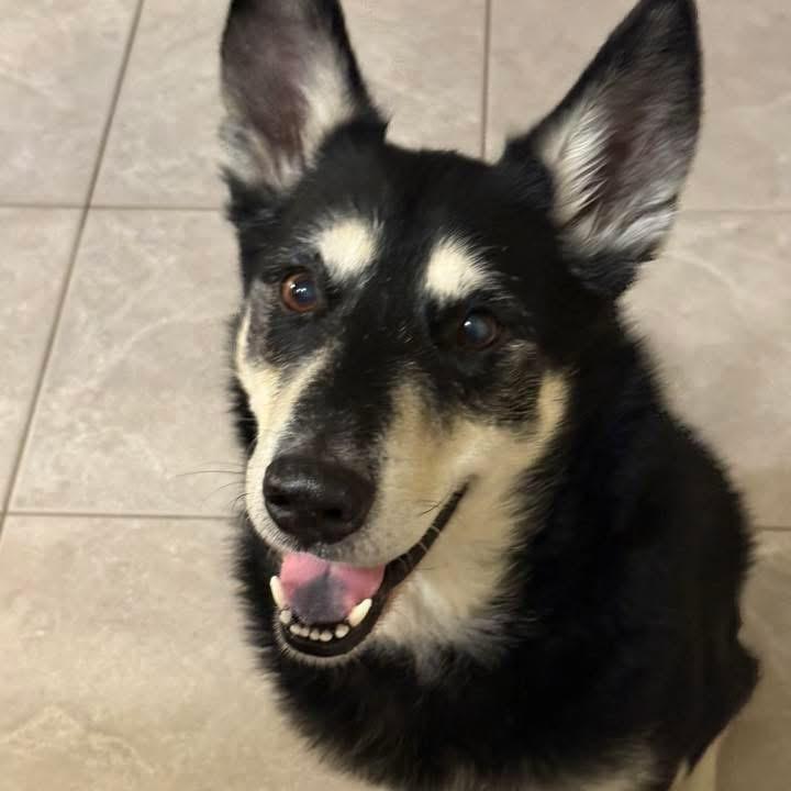 Spirit, a Adoptable mixed breed in New Orleans, LA image 1/6