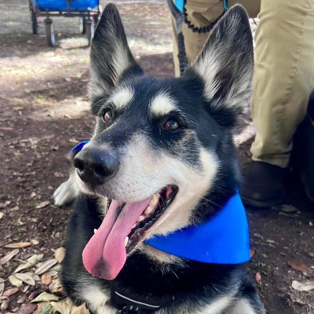 Spirit, Adoptable, Adult Male Husky & Shepherd.