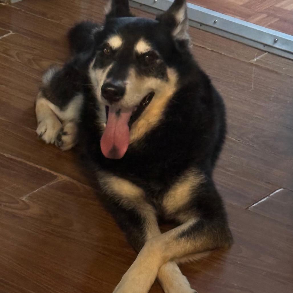 Spirit, Adoptable, Adult Male Husky & Shepherd.