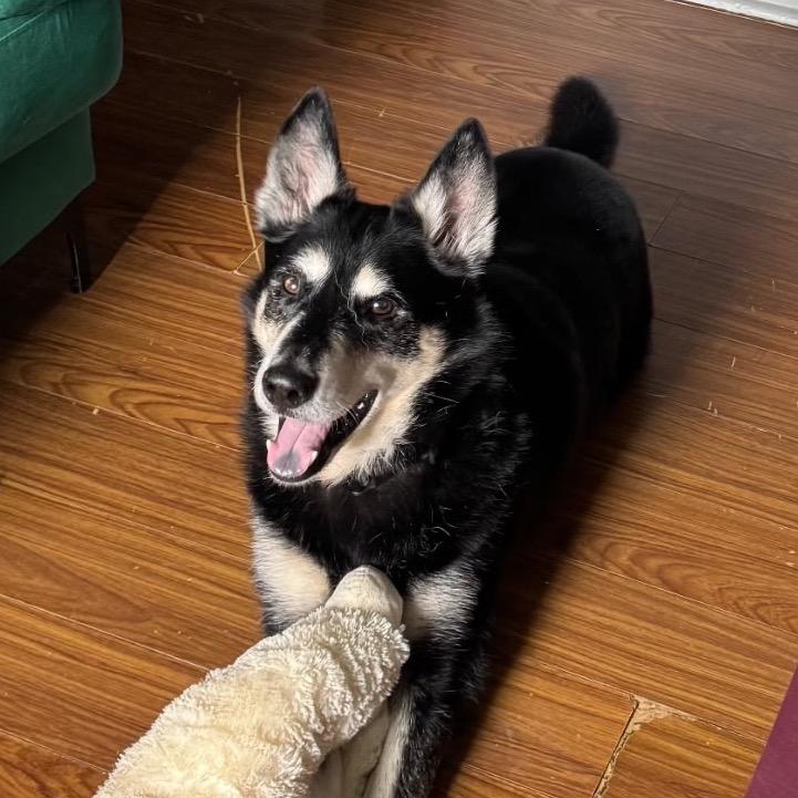 Spirit, a Adoptable mixed breed in New Orleans, LA image 2/6