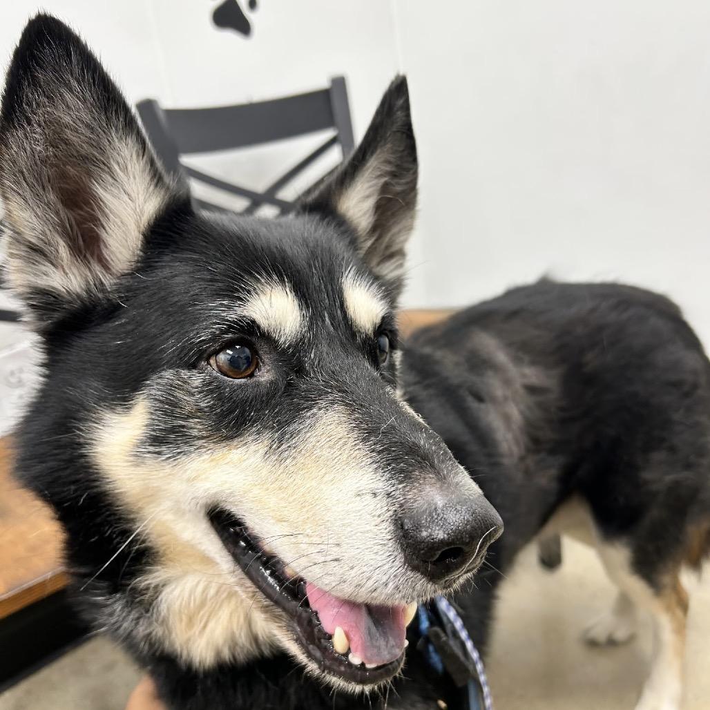 Spirit, a Adoptable mixed breed in New Orleans, LA image 3/6