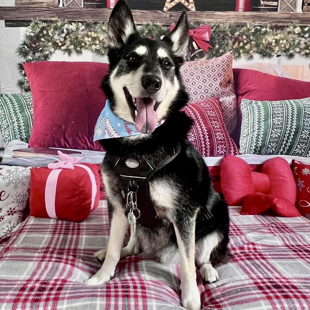 Spirit, a Adoptable mixed breed in New Orleans, LA image 6/6