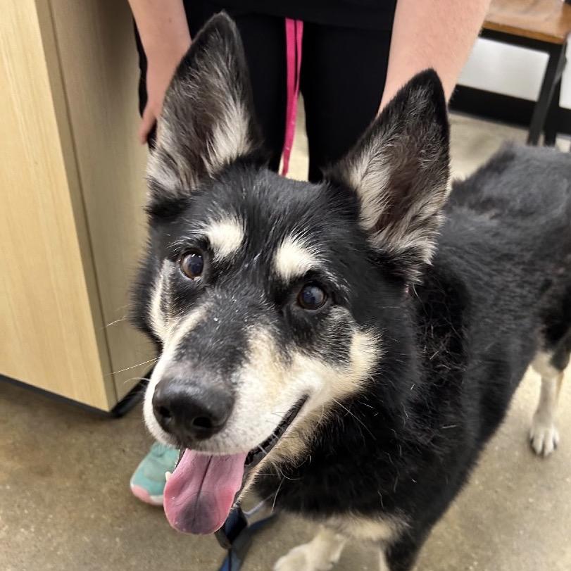 Enlarge Spirit, a Adoptable mixed breed in New Orleans, LA image 6/6