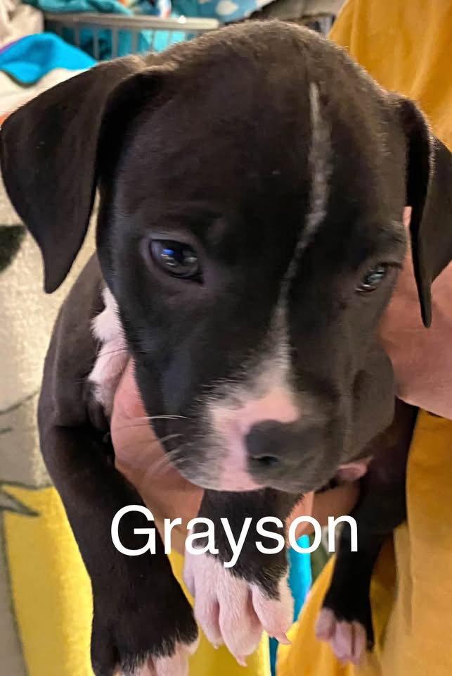Grayson photo