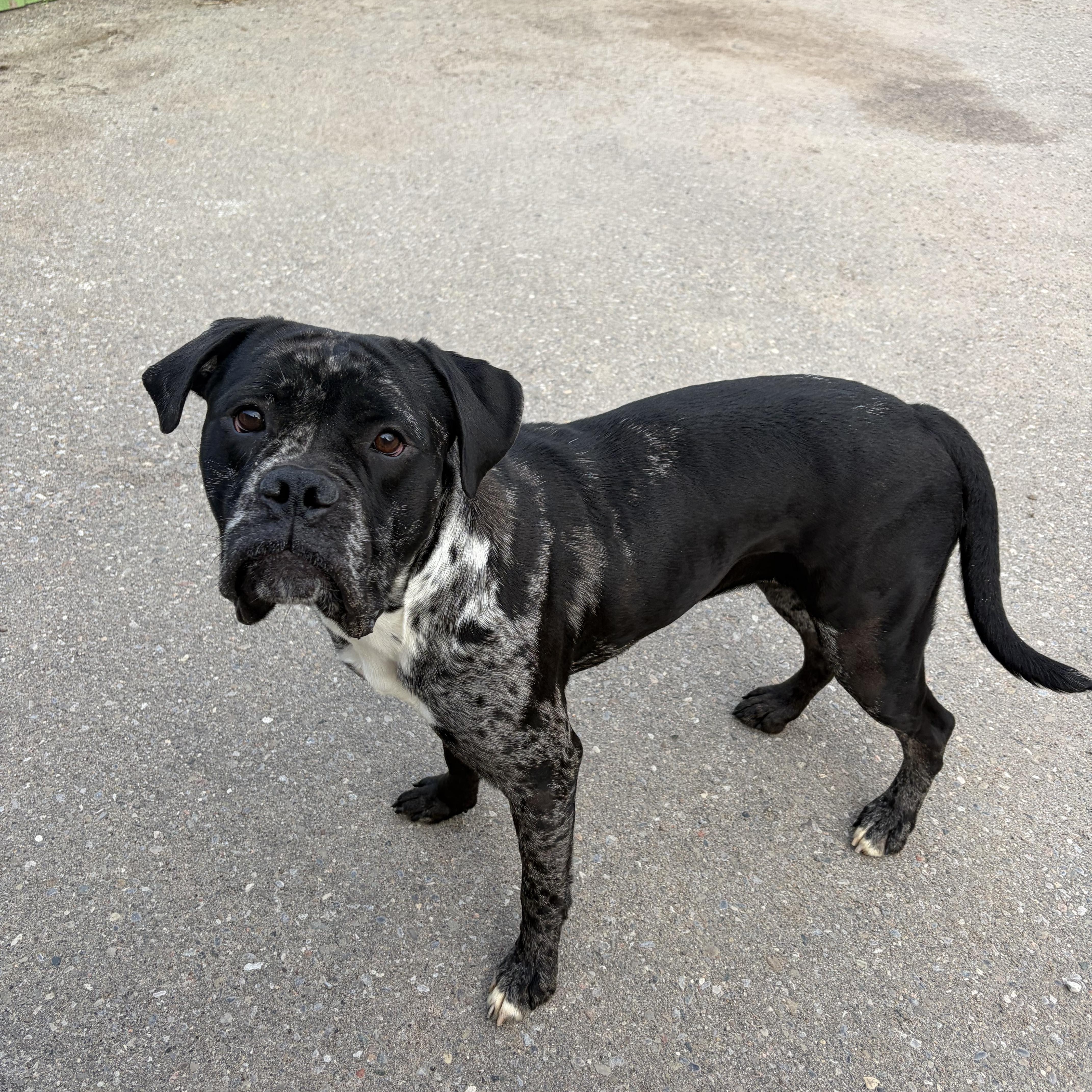 Squishy, a Adoptable Bulldog in Caledon, ON image 6/6