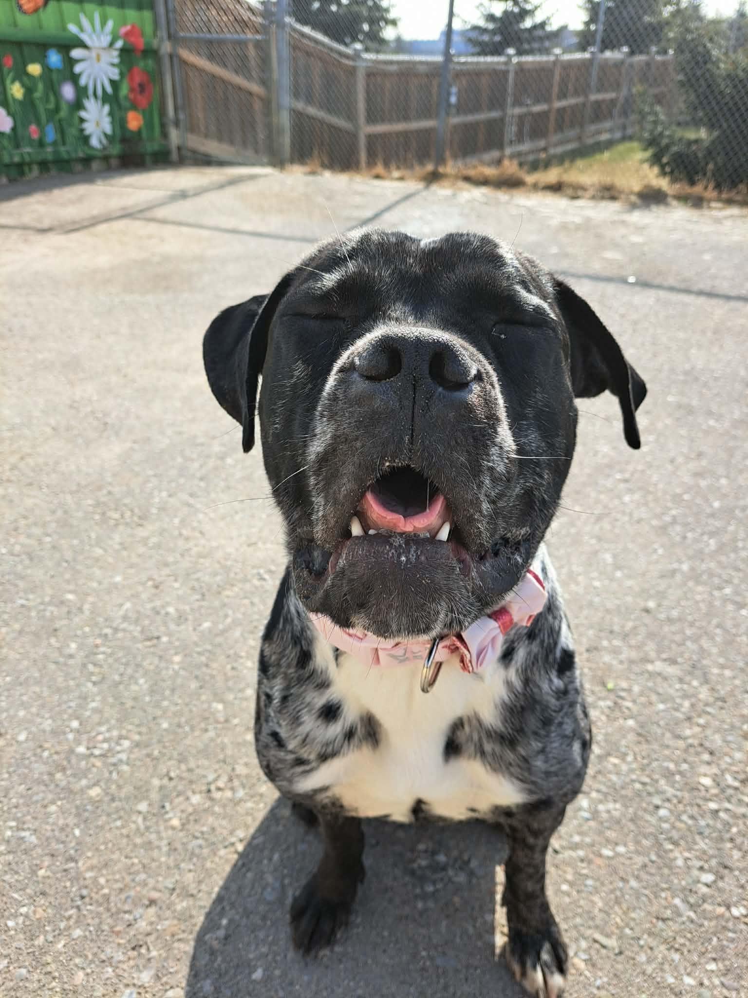 Squishy, Adoptable, Adult Female Bulldog.